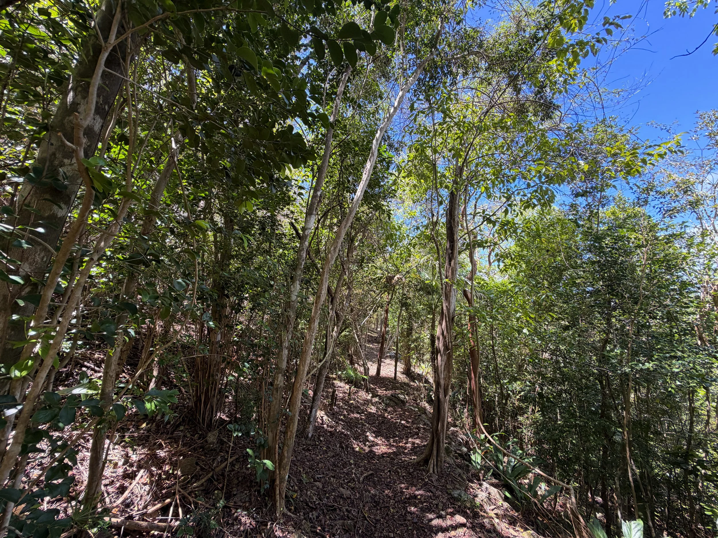 Caneel Hill Trail Virgin Islands National Park