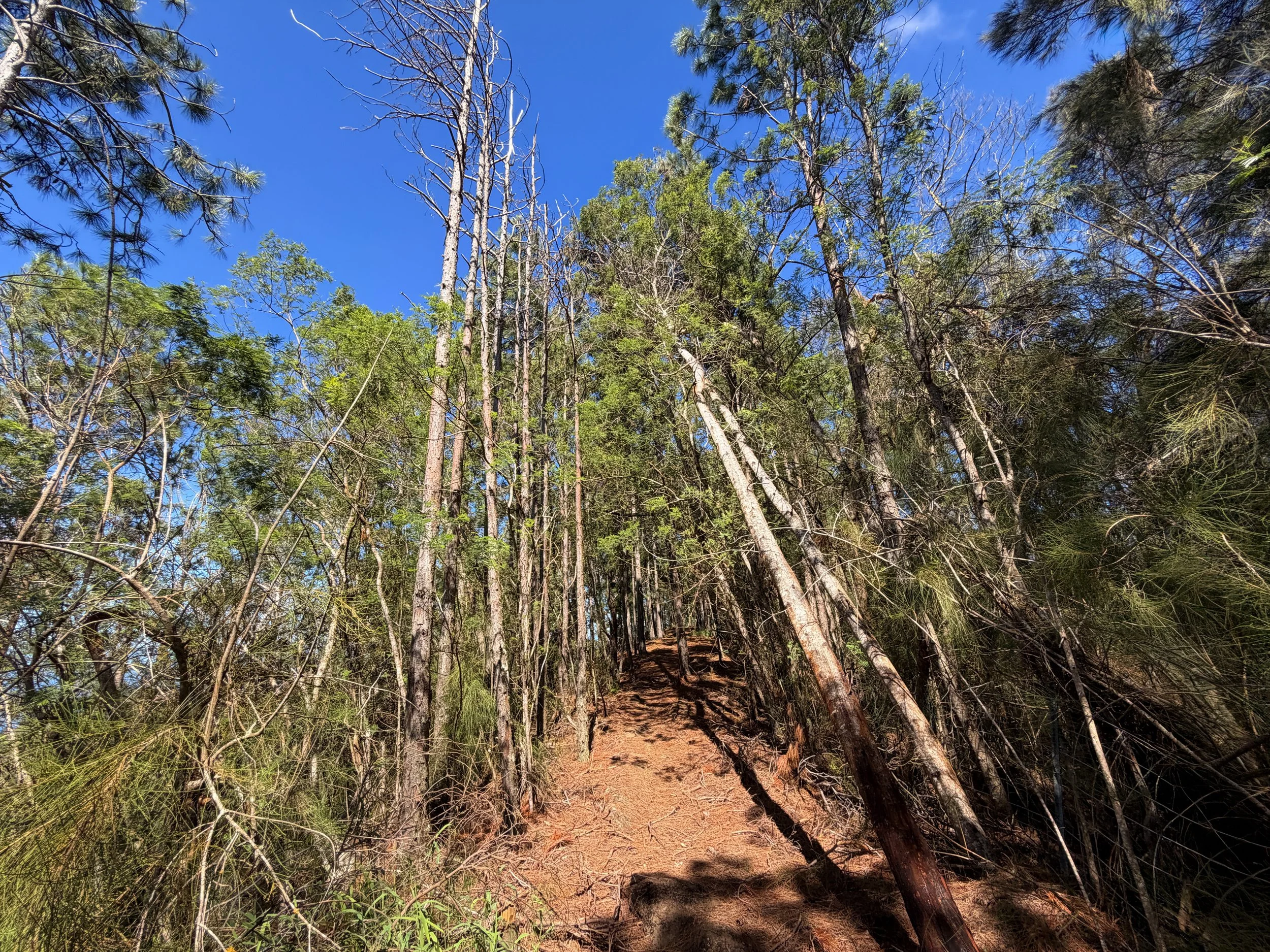 Kuaokala Trail Oahu Hawaii
