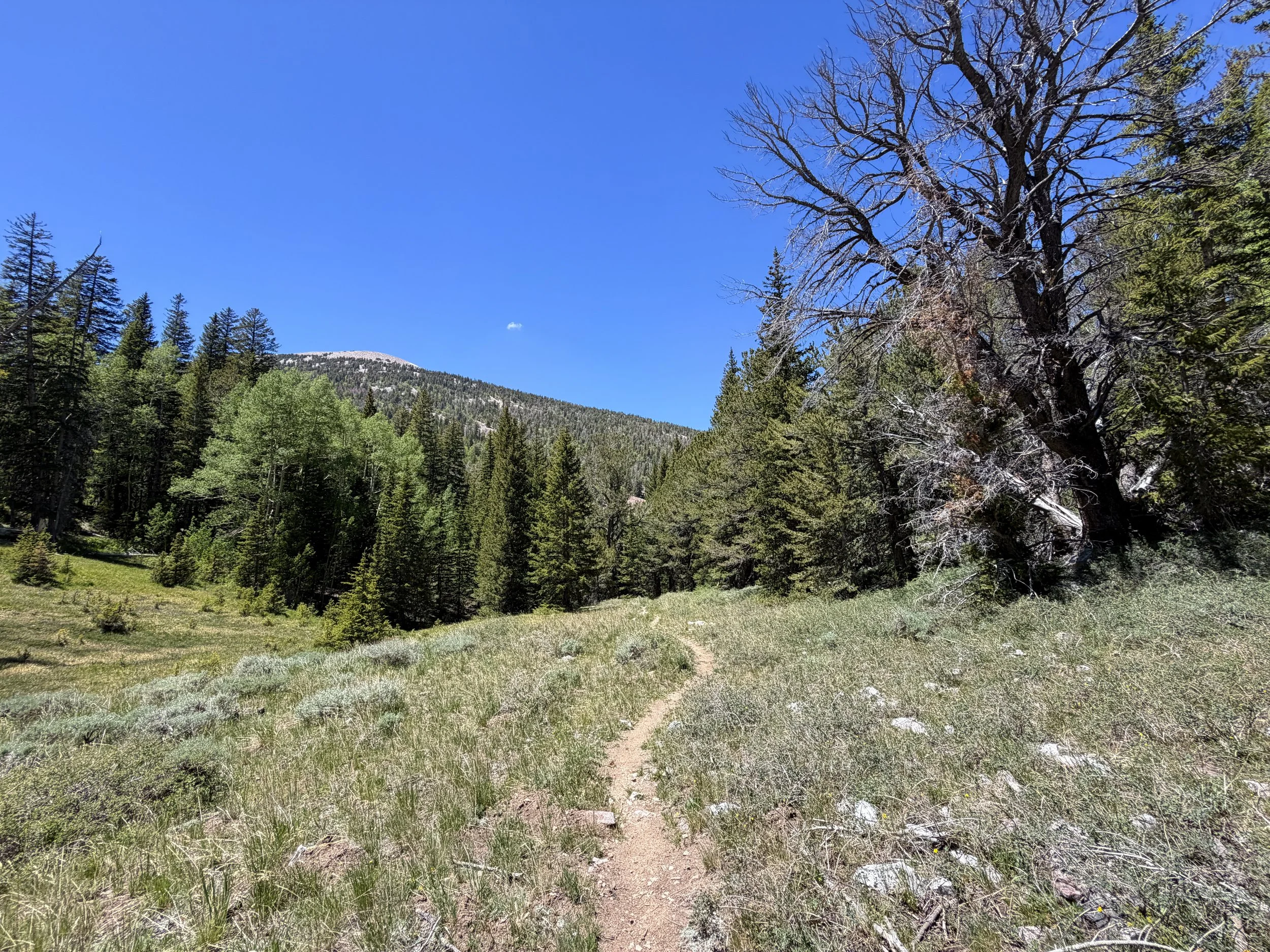 Timber Creek Loop Trail Great Basin National Park Nevada