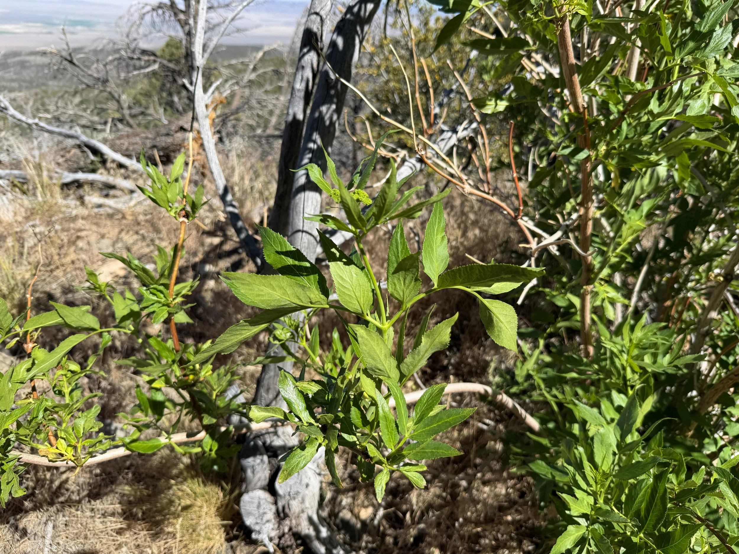 Blue Elderberry Sambucus cerulea