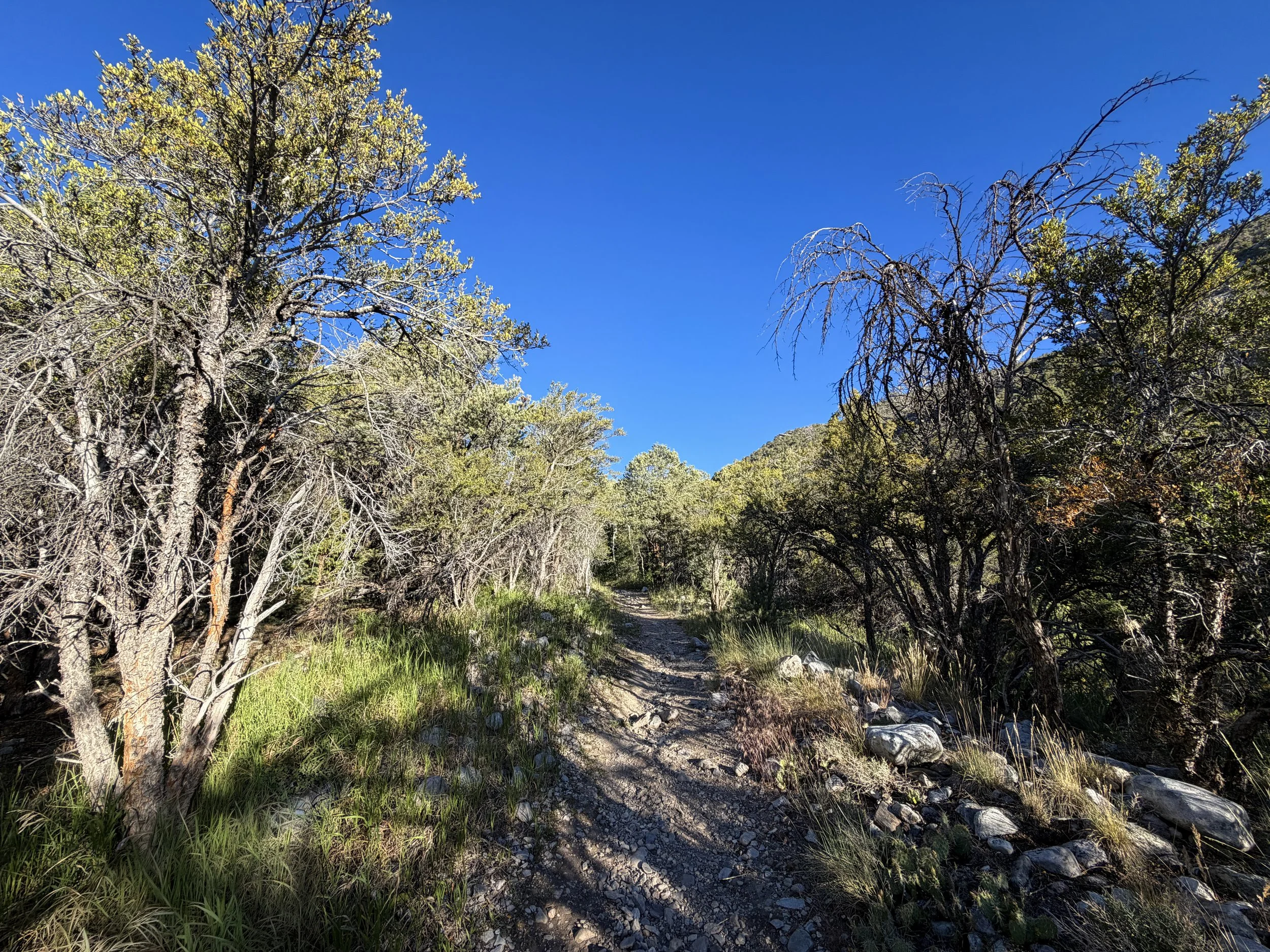 Lehman Creek Trail Great Basin National Park Nevada