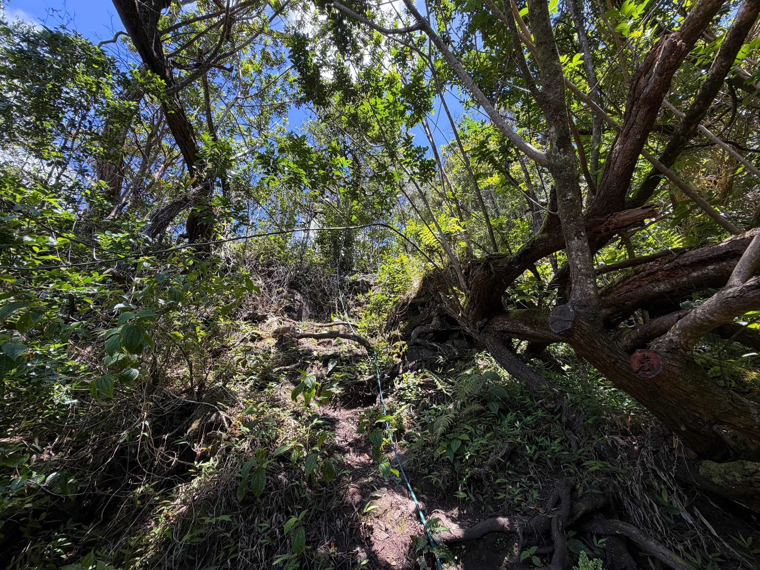 Moanalua Valley to Tripler Ridge Trail Oahu Hawaii