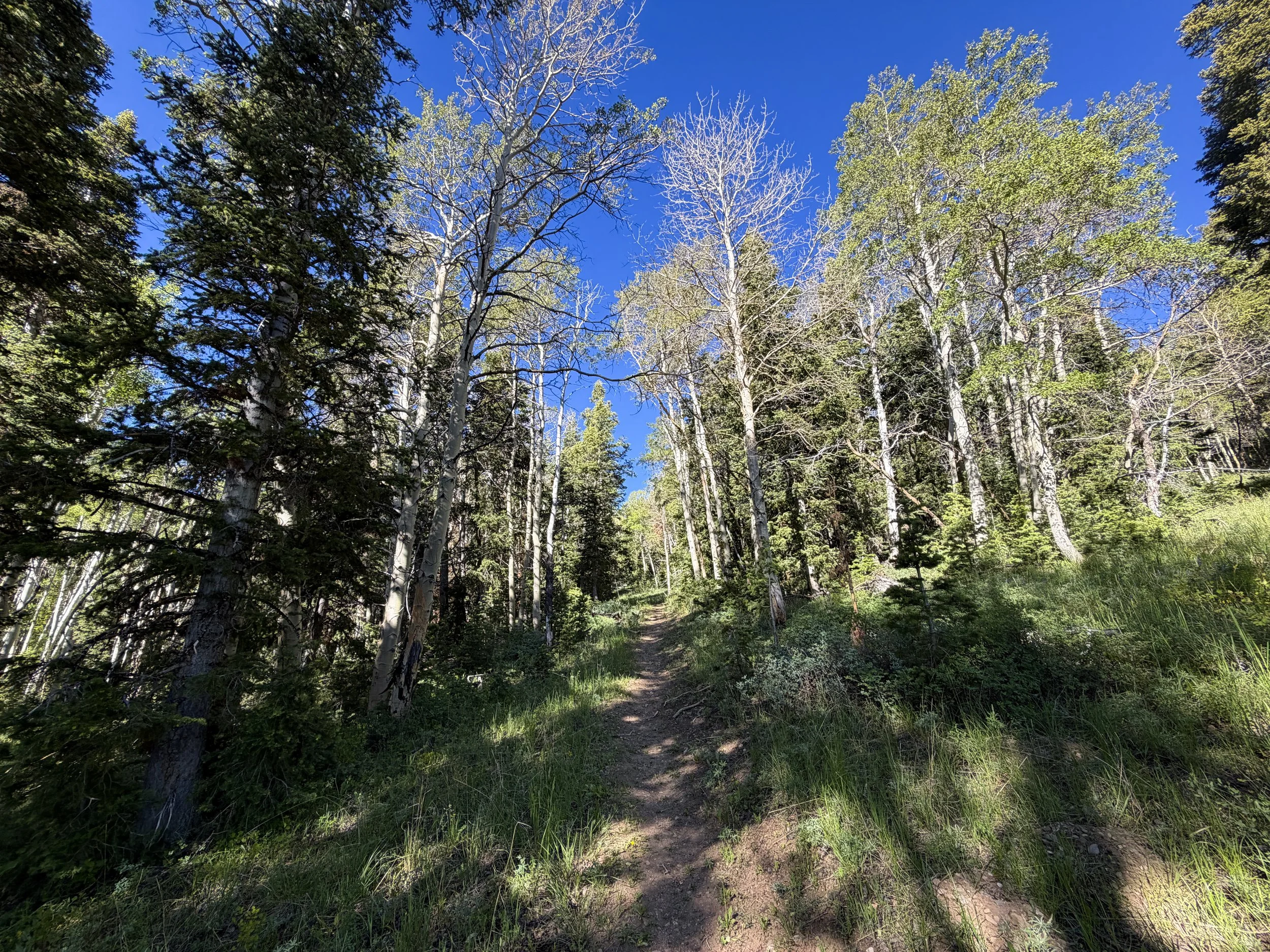 Upper Strawberry Trail Great Basin National Park Nevada