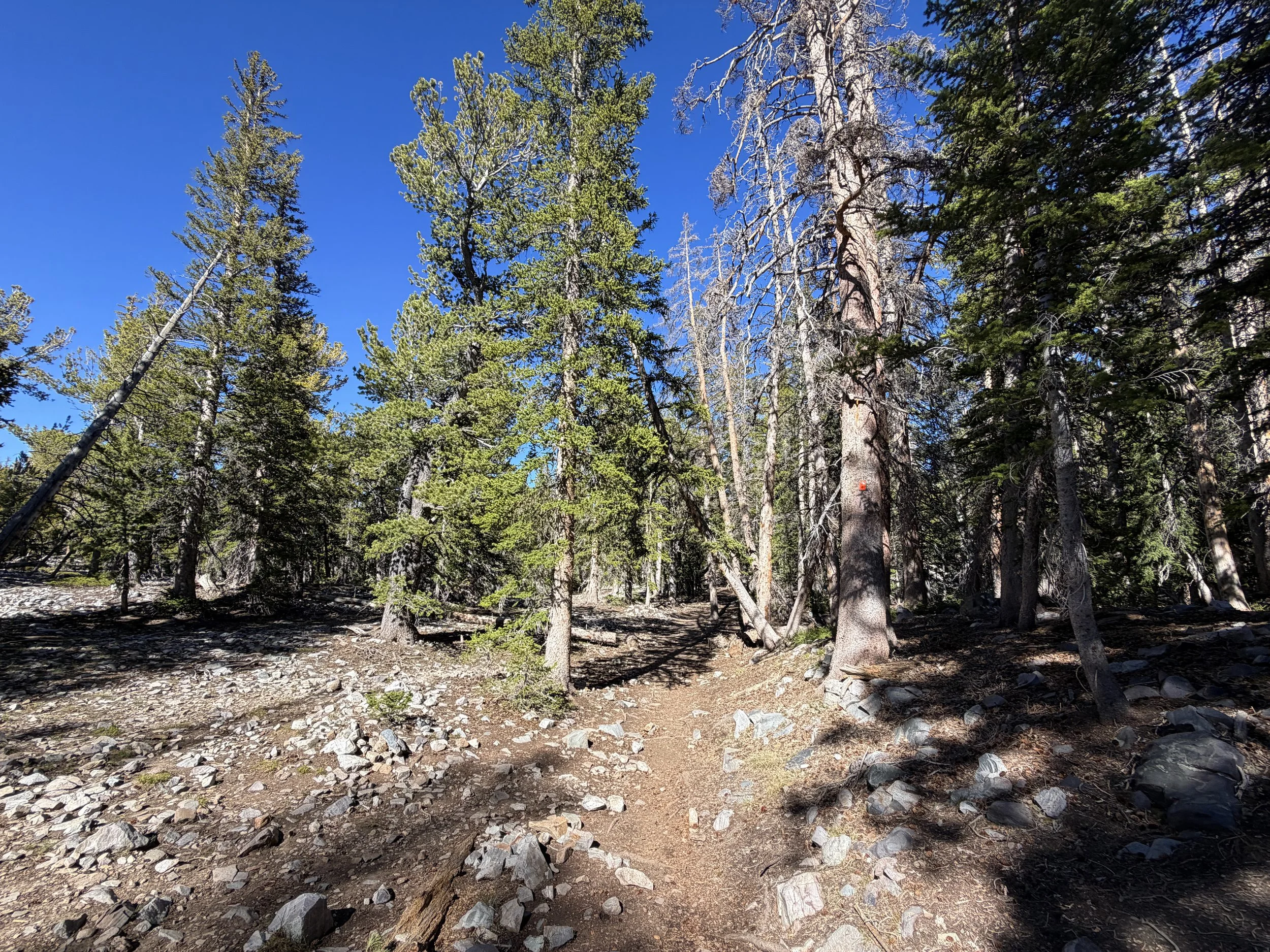 Alpine Lakes Loop Trail Great Basin National Park Nevada