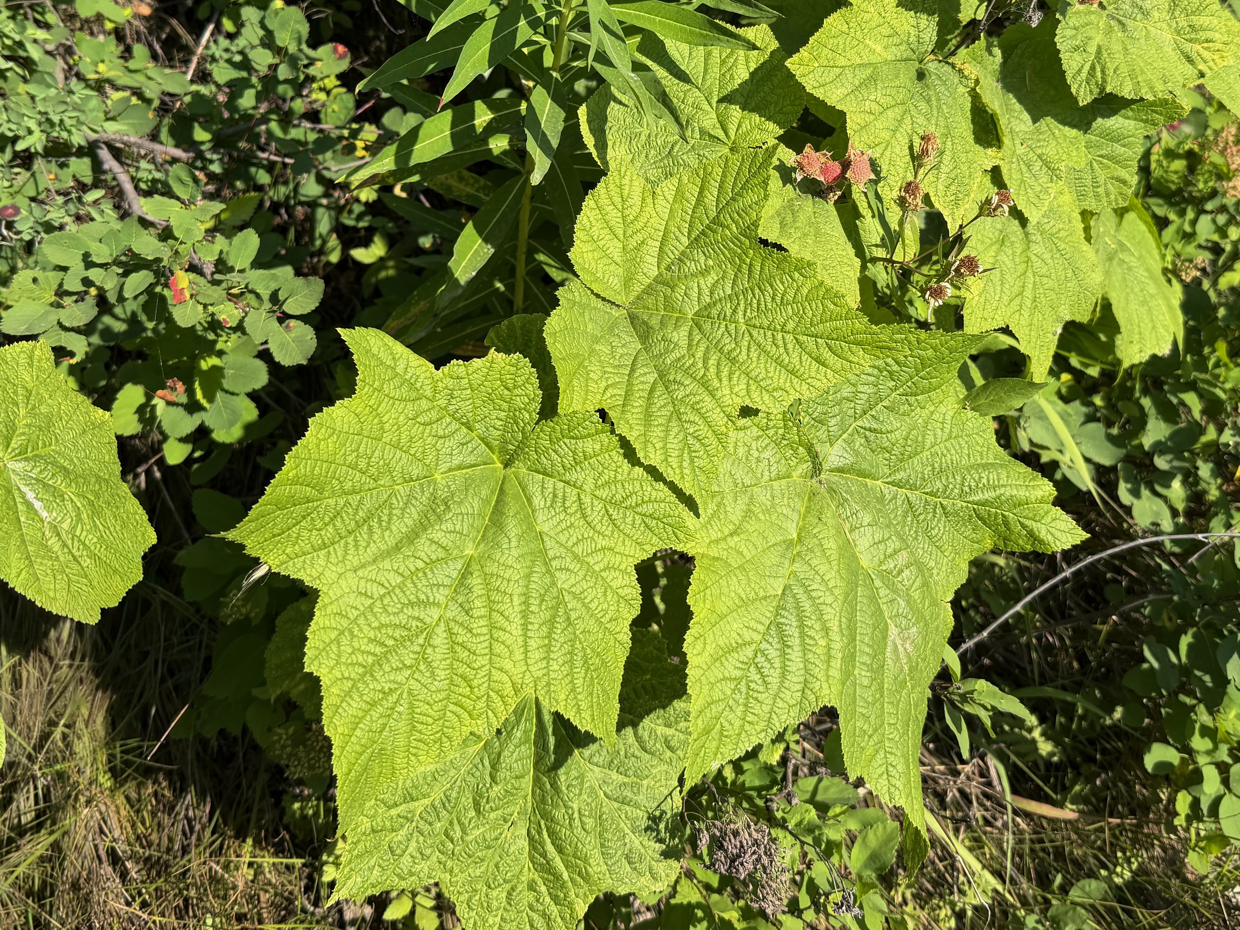 Thimbleberry Rubus parviflorus