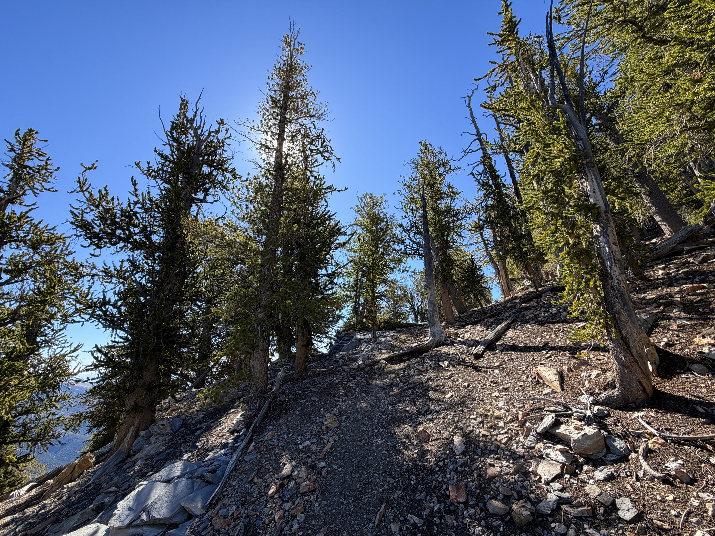 Snake Divide Trail Great Basin National Park Nevada
