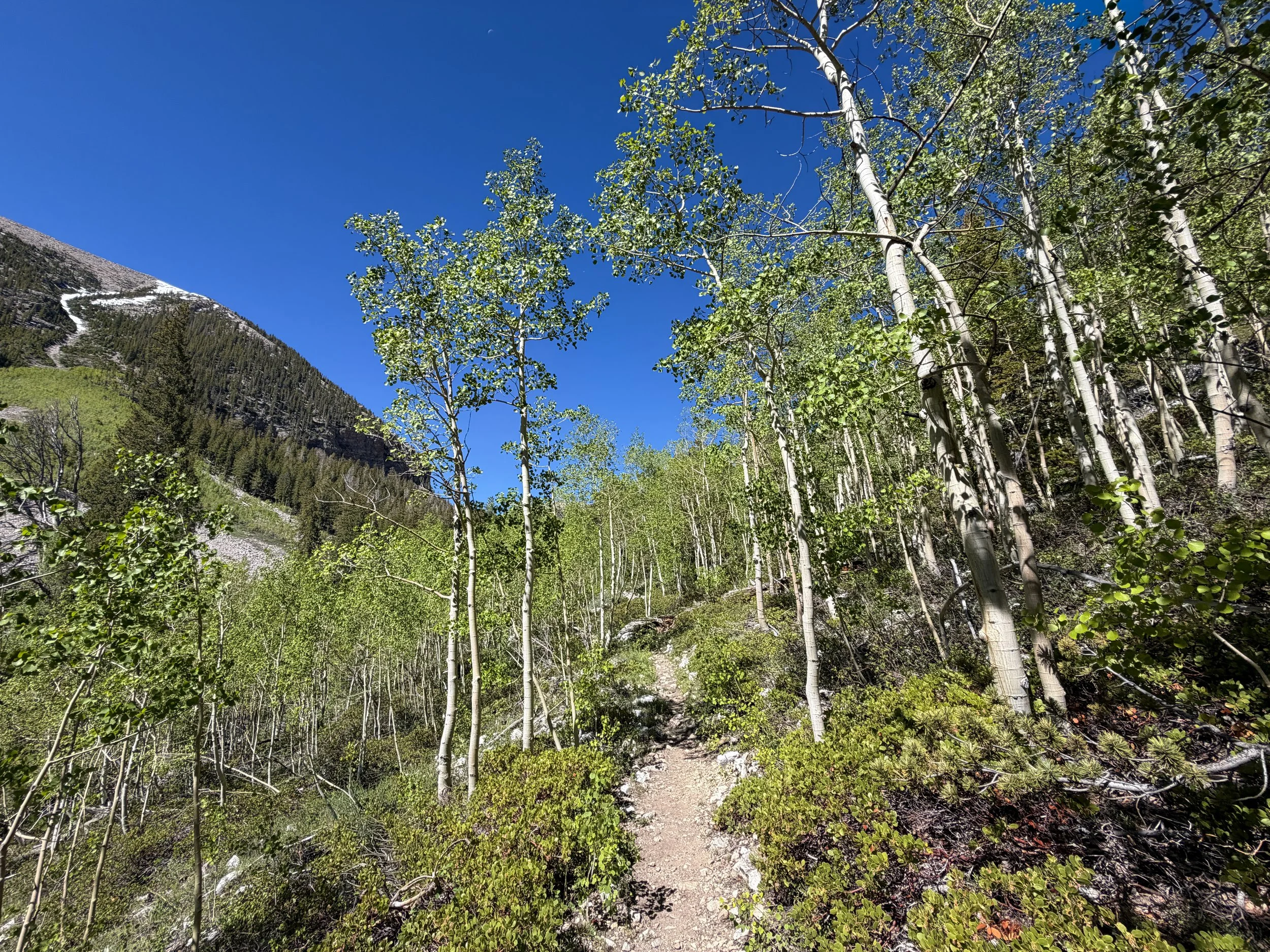 Baker Lake Trail Great Basin National Park Nevada