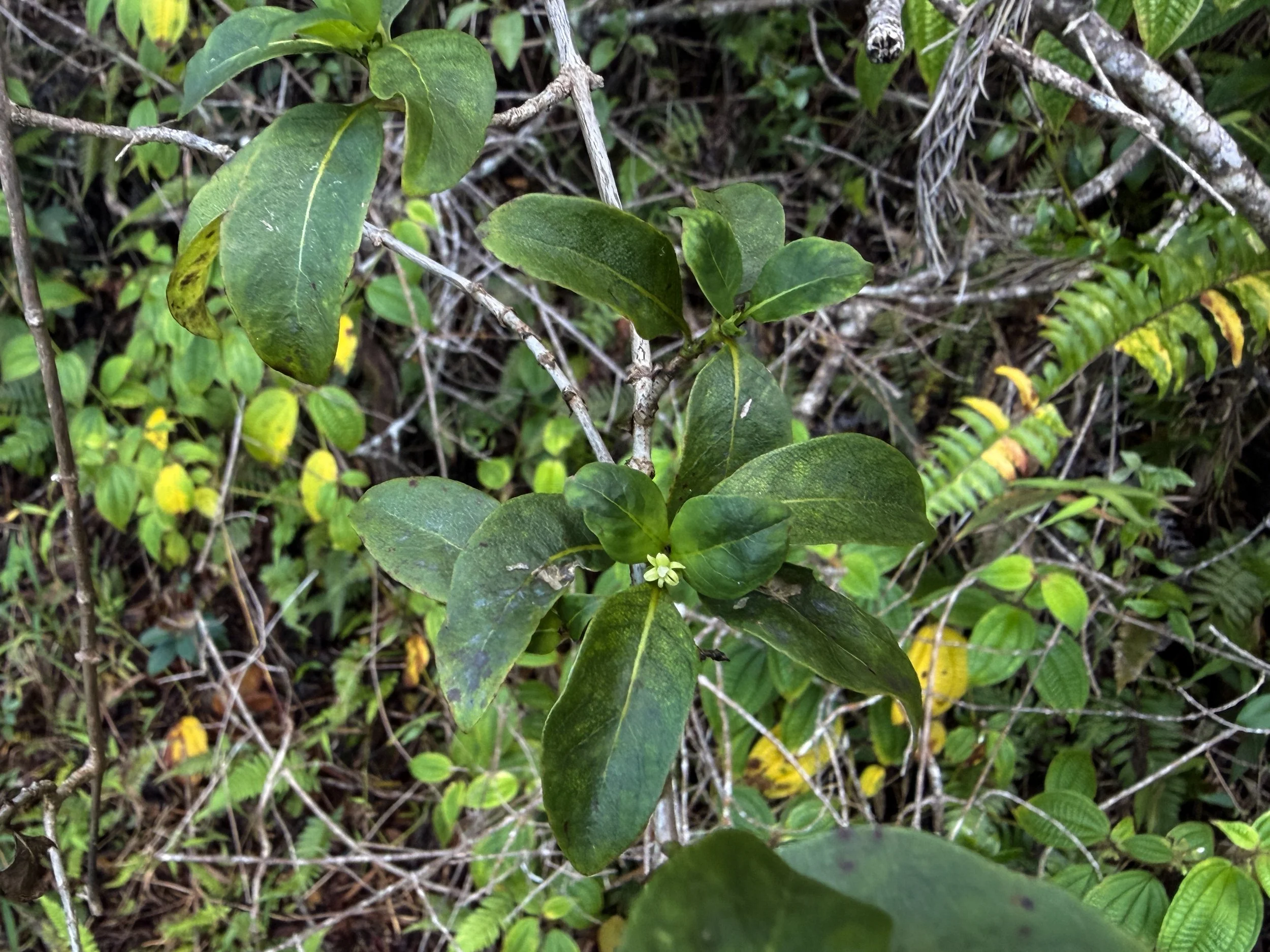 Kopiko Psychotria sp.