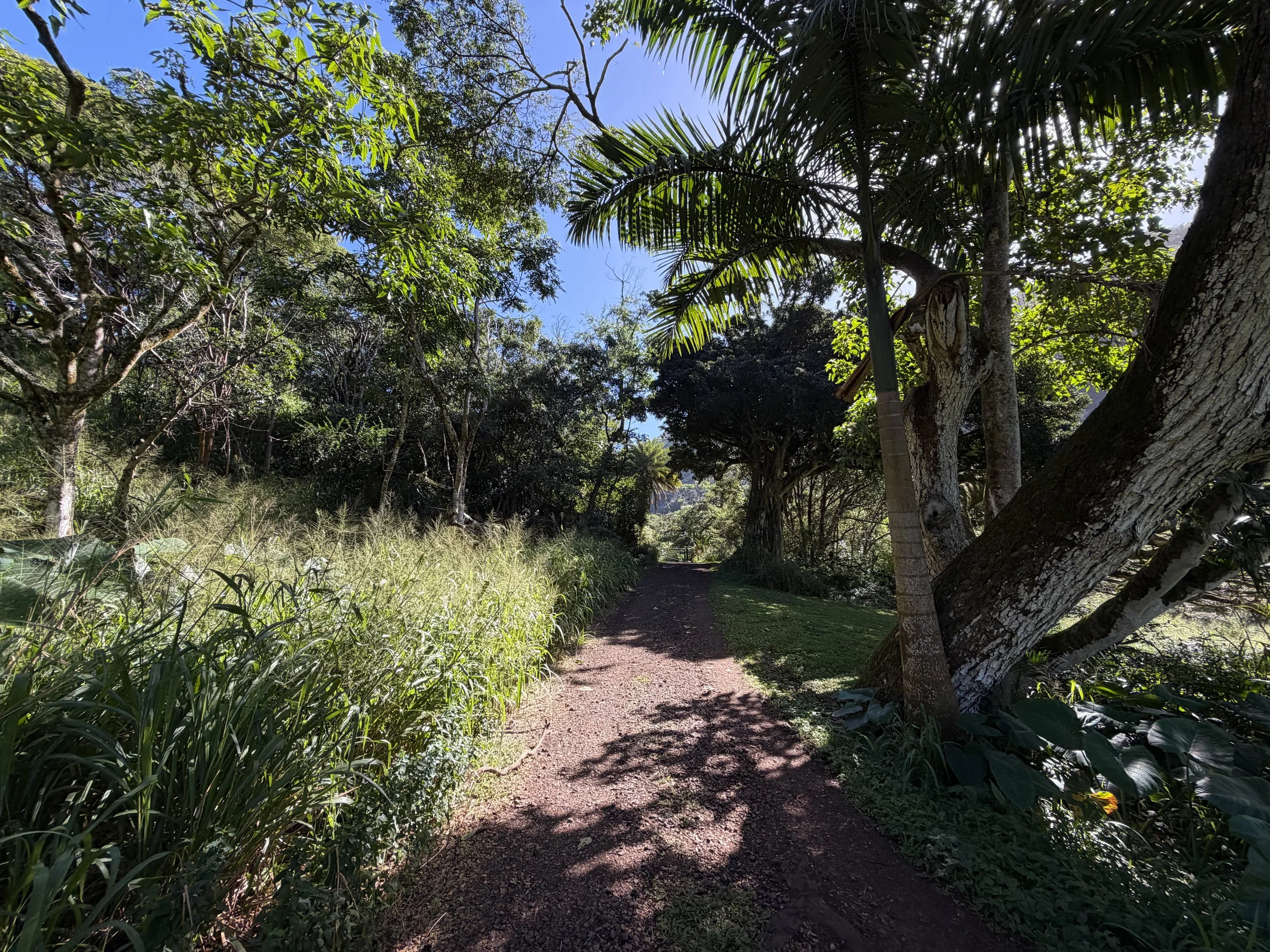 Tripler Ridge Trail via Moanalua Valley Oahu Hawaii