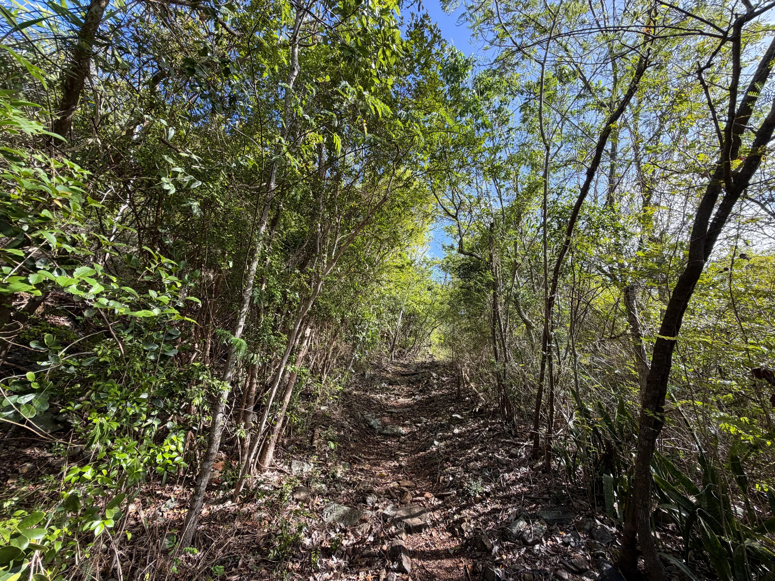 Bordeaux Mountain Trail Virgin Islands National Park