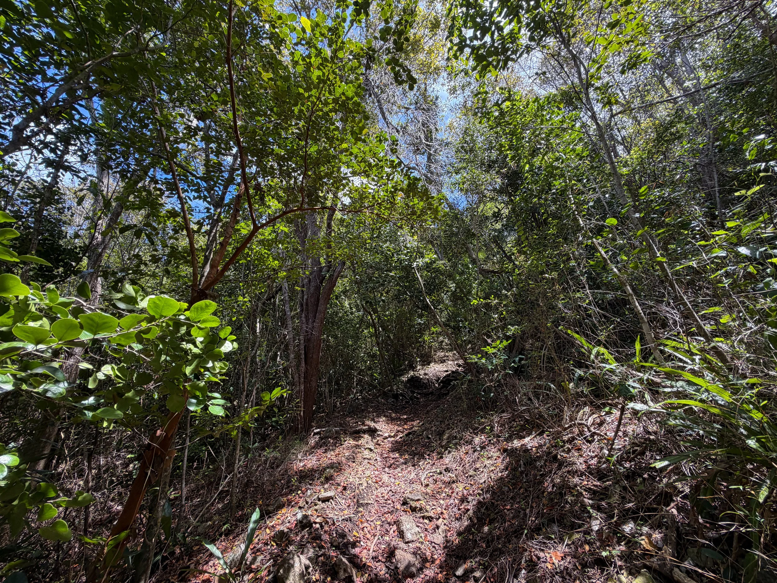 Tamarind Trail Virgin Islands National Park