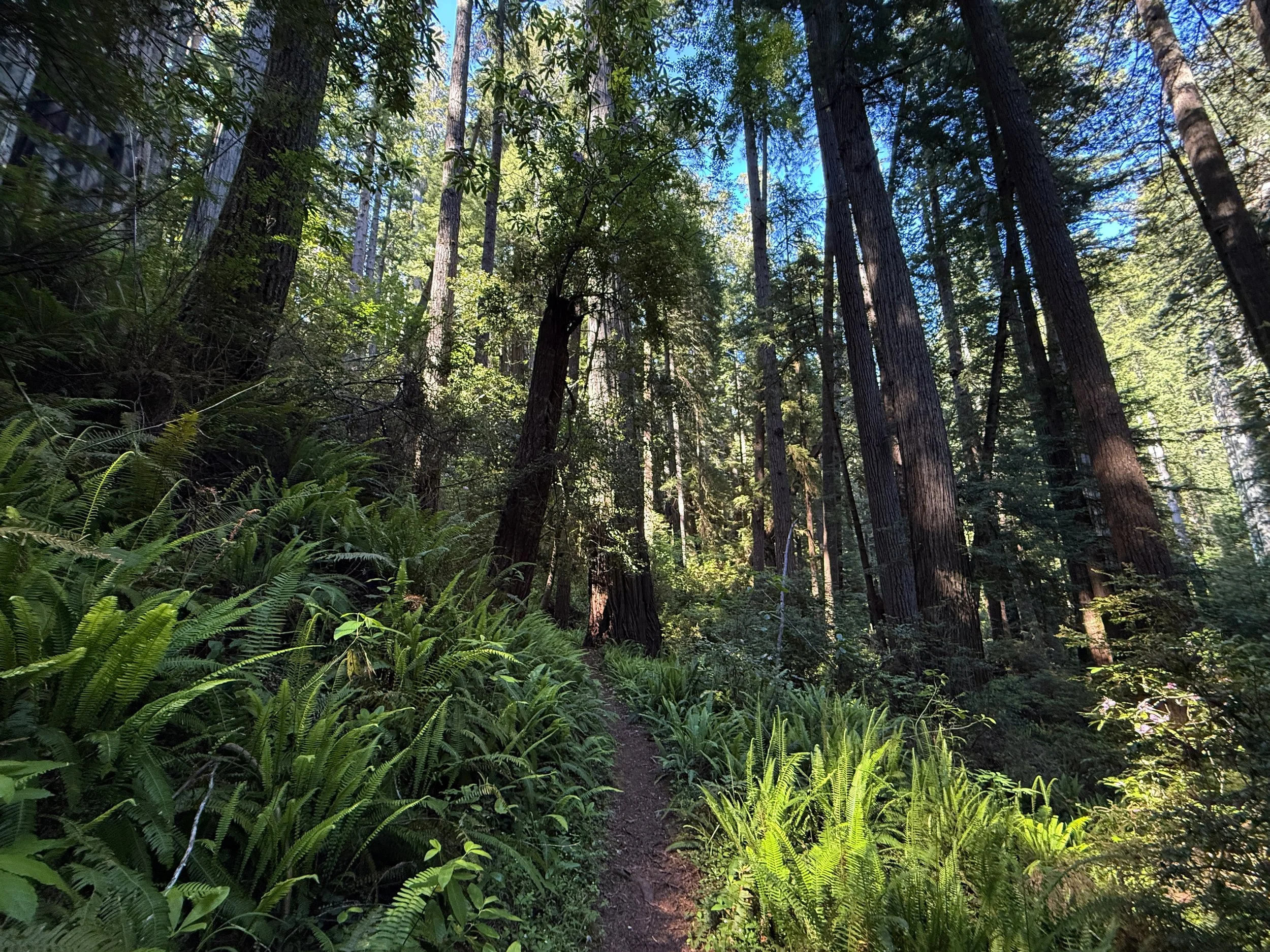 Moorman Pond Hike Prairie Creek Redwoods State Park California