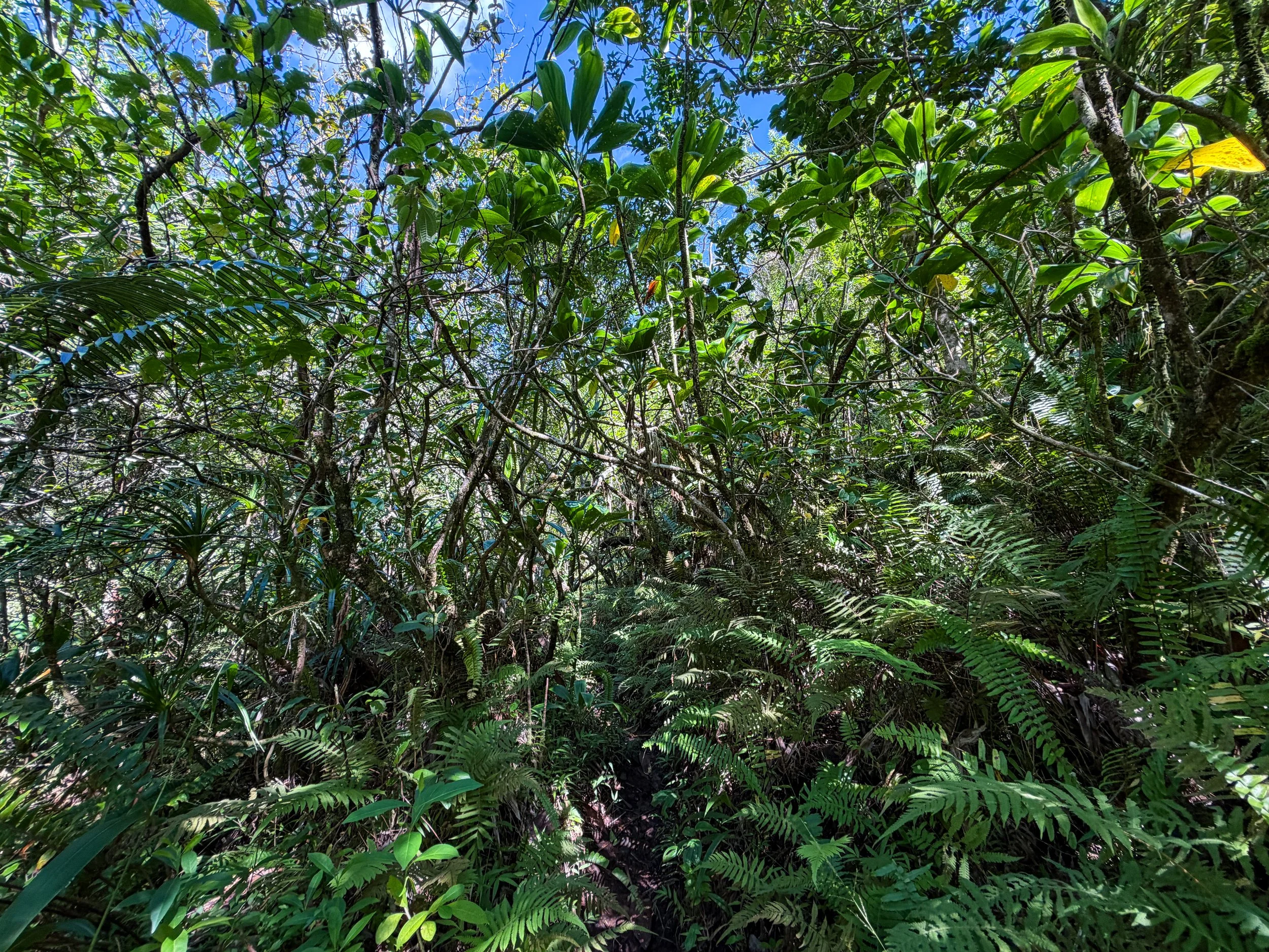Kaau Crater Trail Oahu Hawaii