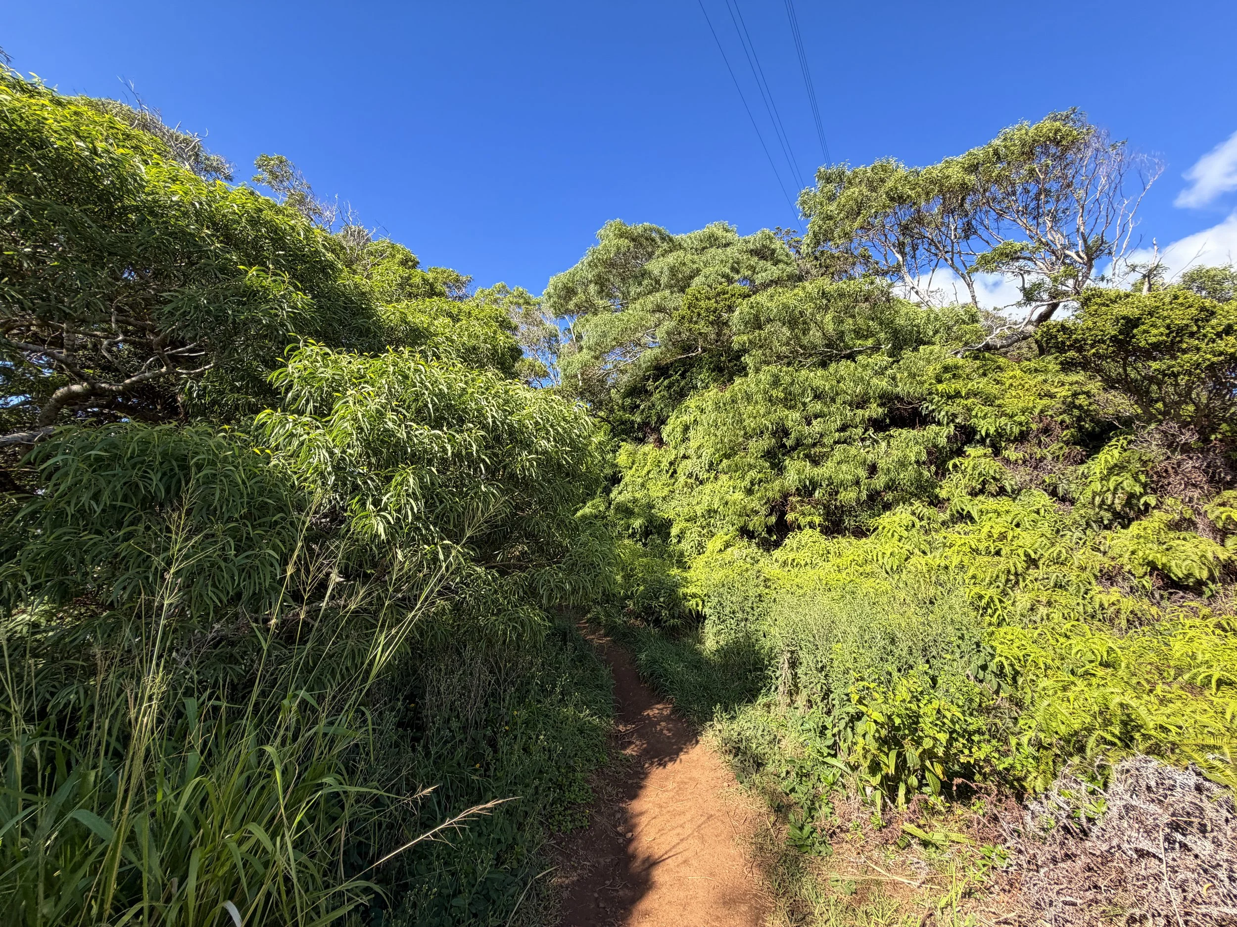 Wiliwilinui Ridge Trail Oahu Hawaii