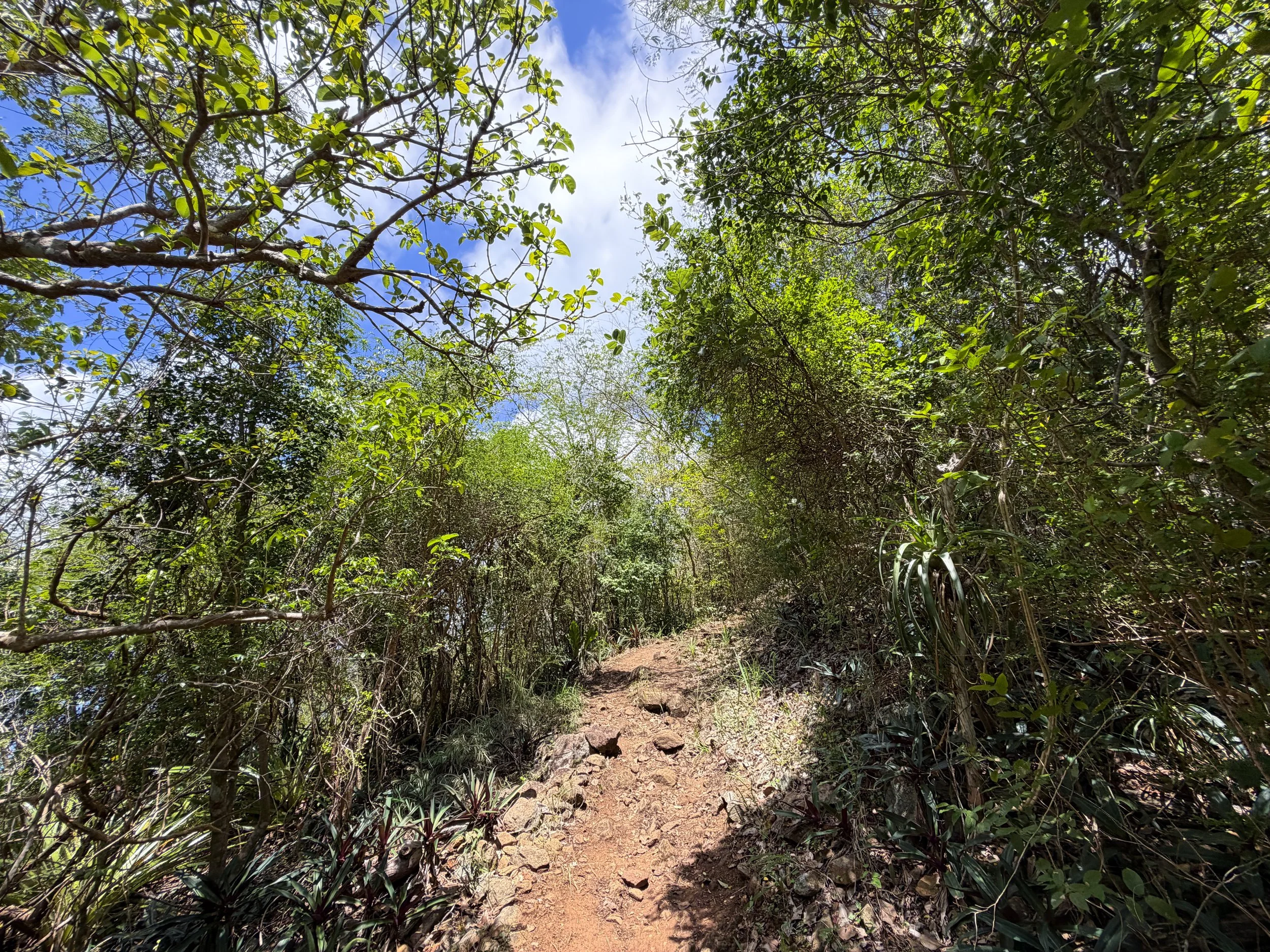 Caneel Hill Trail Virgin Islands National Park