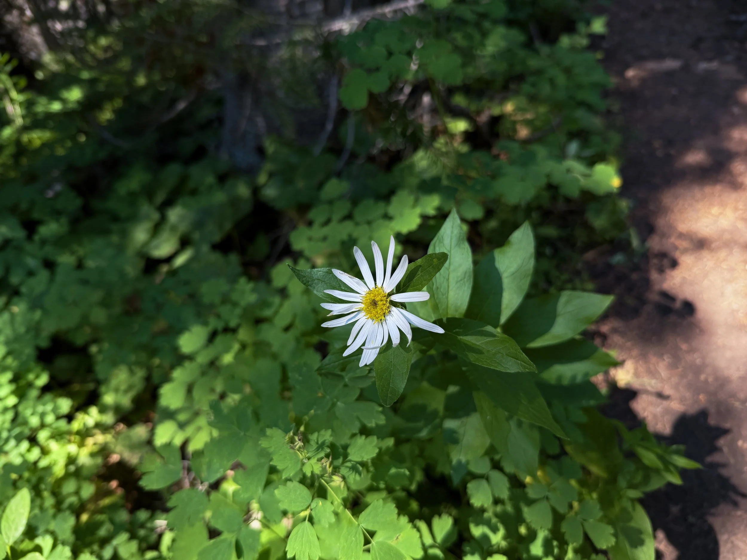 Engelmanns Aster Eucephalus engelmannii