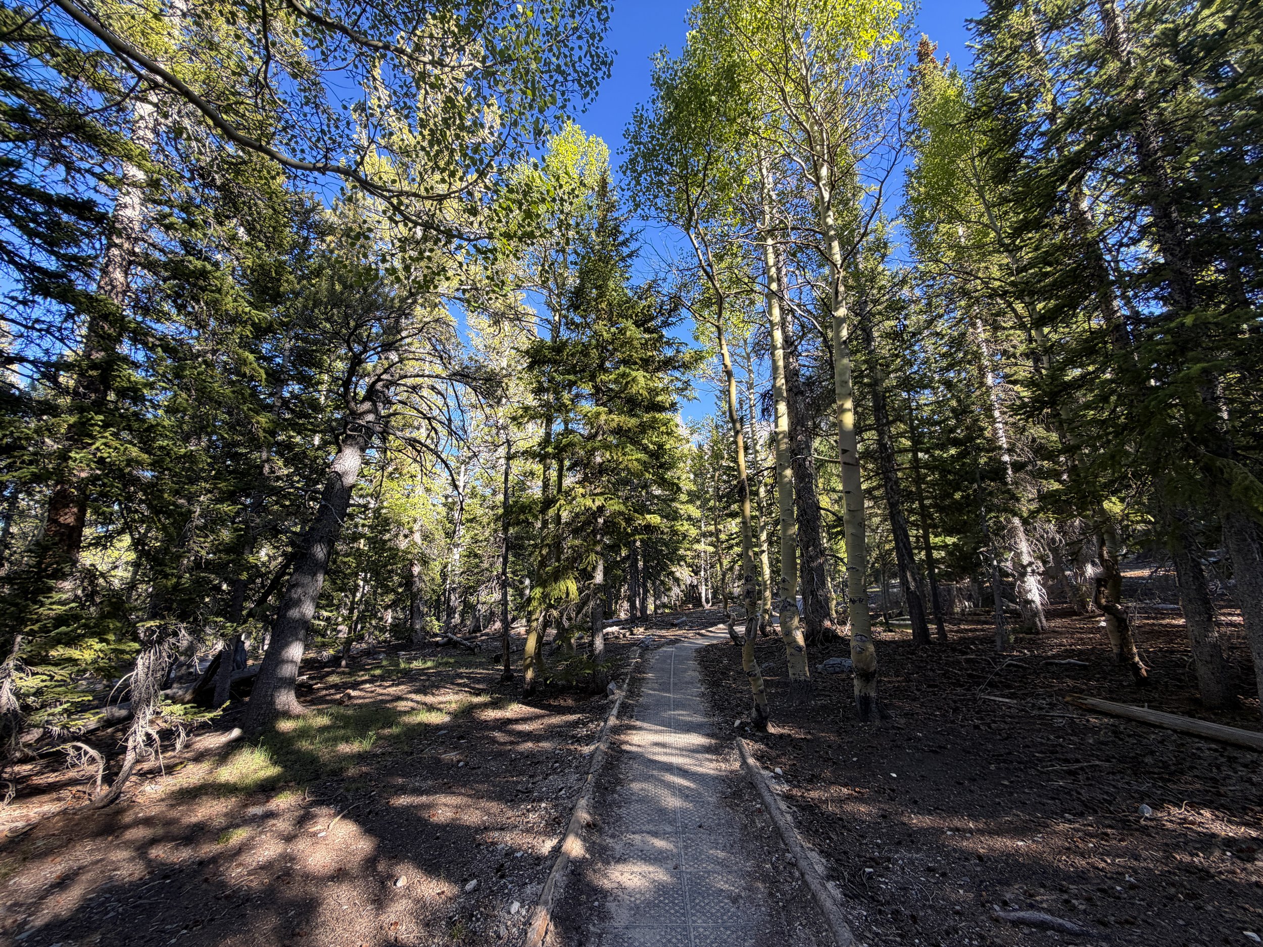 Island Forest Loop Trail Great Basin National Park Nevada