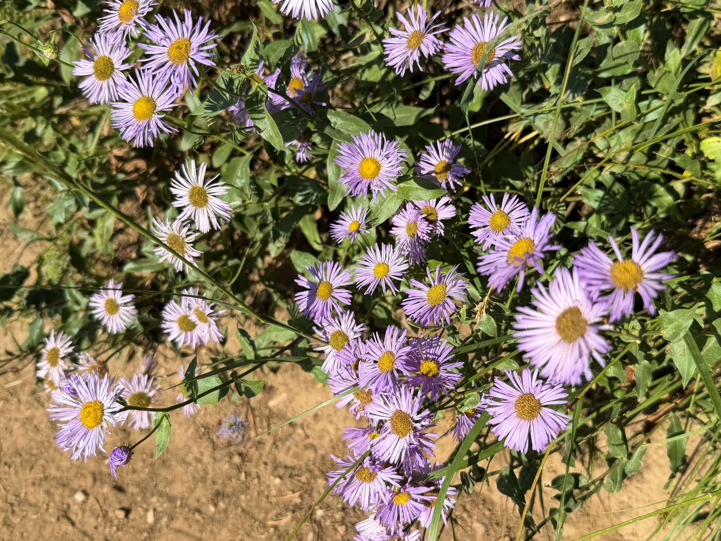 Showy Fleabane Erigeron speciosus