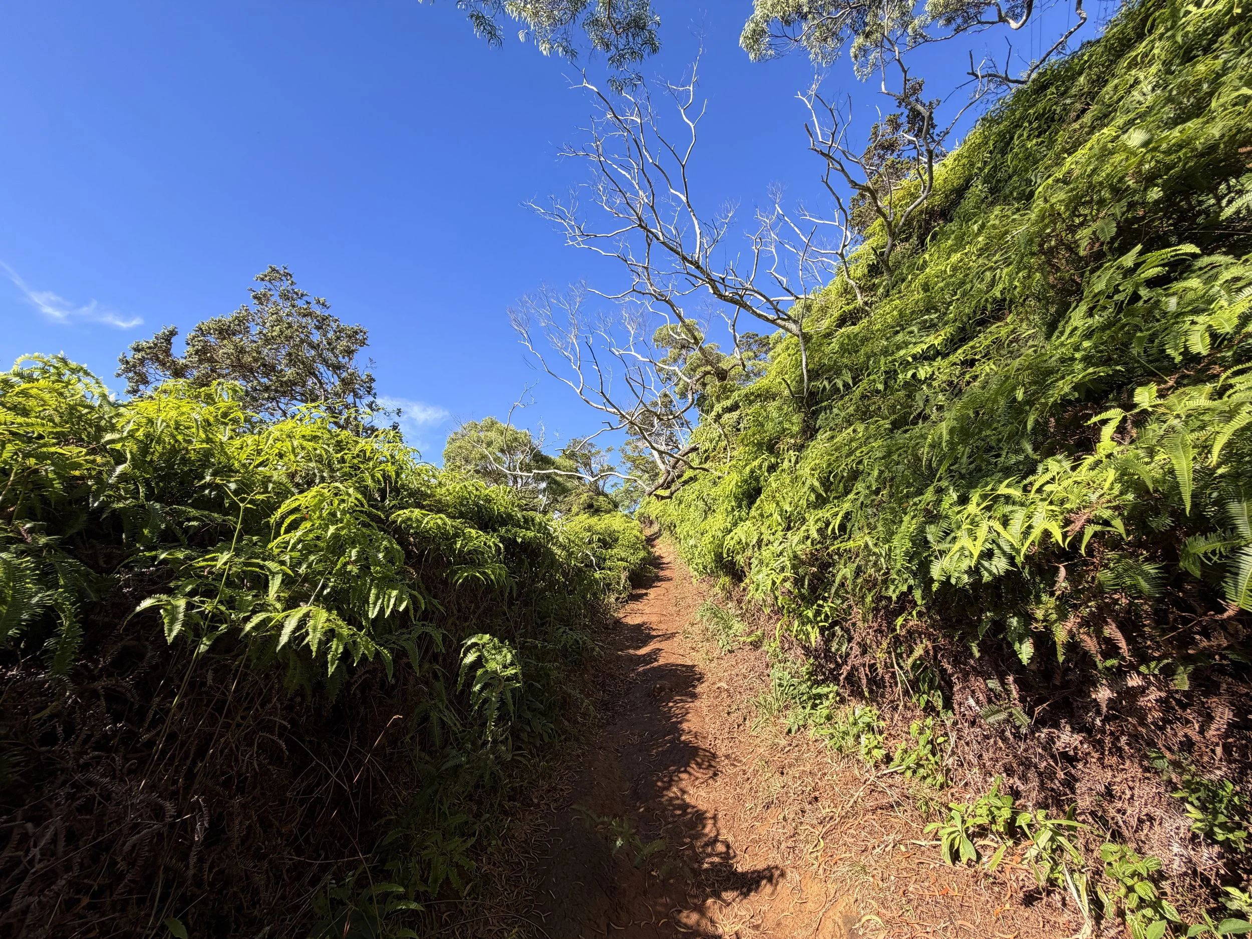 Wiliwilinui Ridge Trail Oahu Hawaii