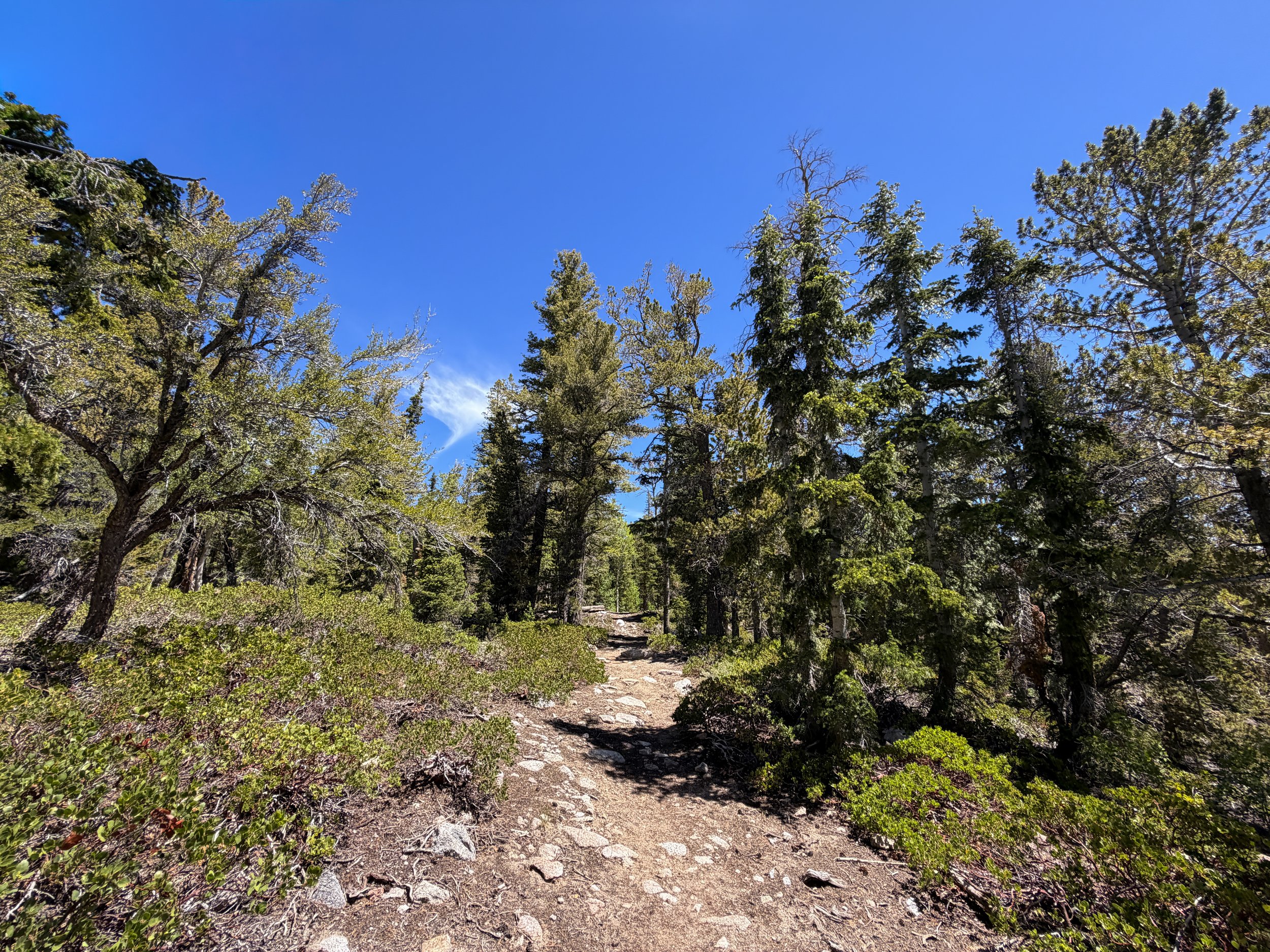 Dead Lake Trail Great Basin National Park Nevada