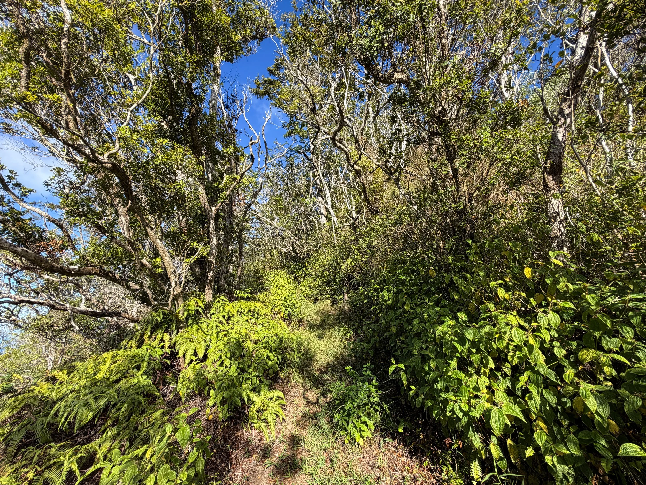 Mokuleia Trail Oahu Hawaii