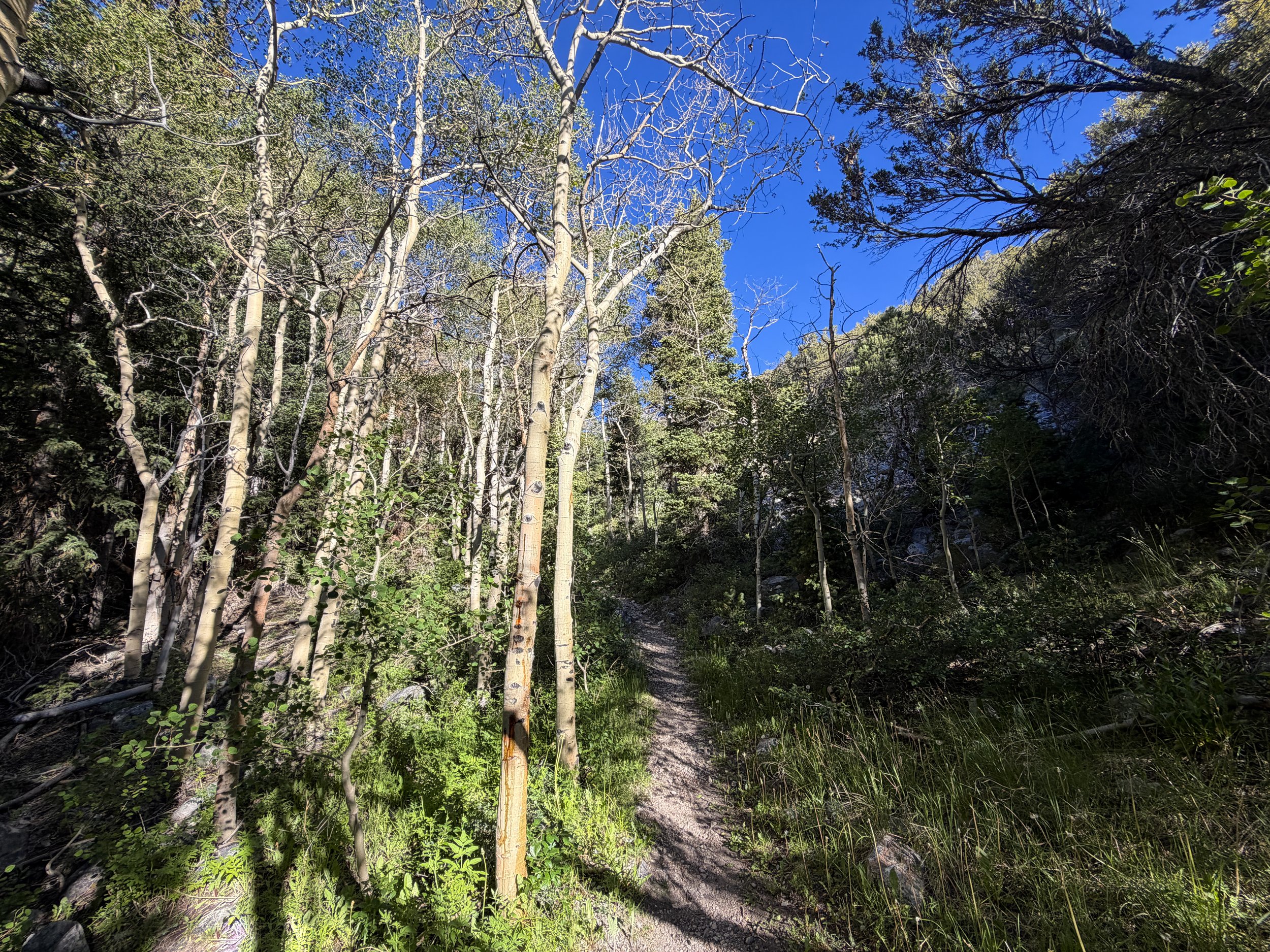 Lehman Creek Trail Great Basin National Park Nevada