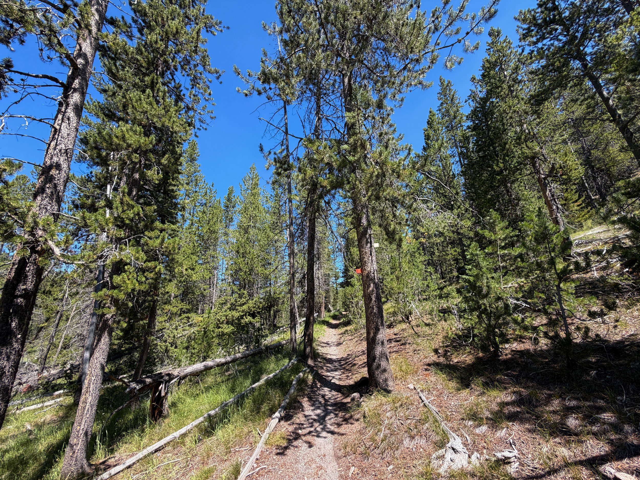 Lone Star Geyser Trail Yellowstone National Park Wyoming