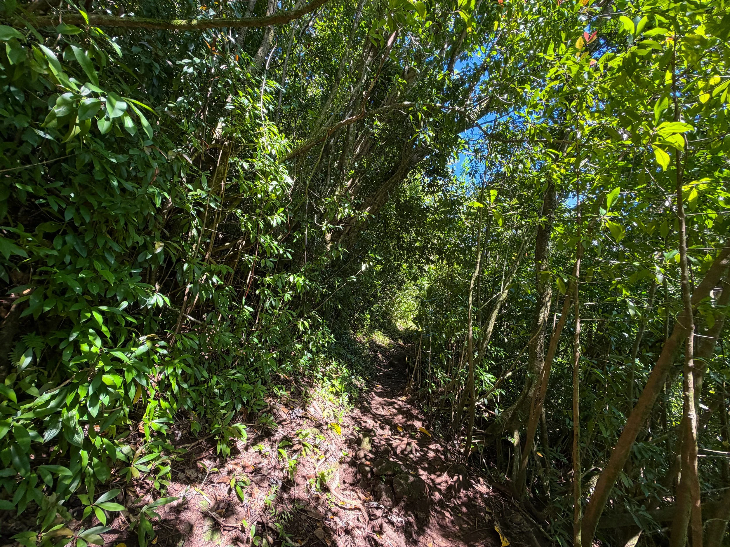 Aihualama Trail to Pauoa Flats Bench Oahu Hawaii