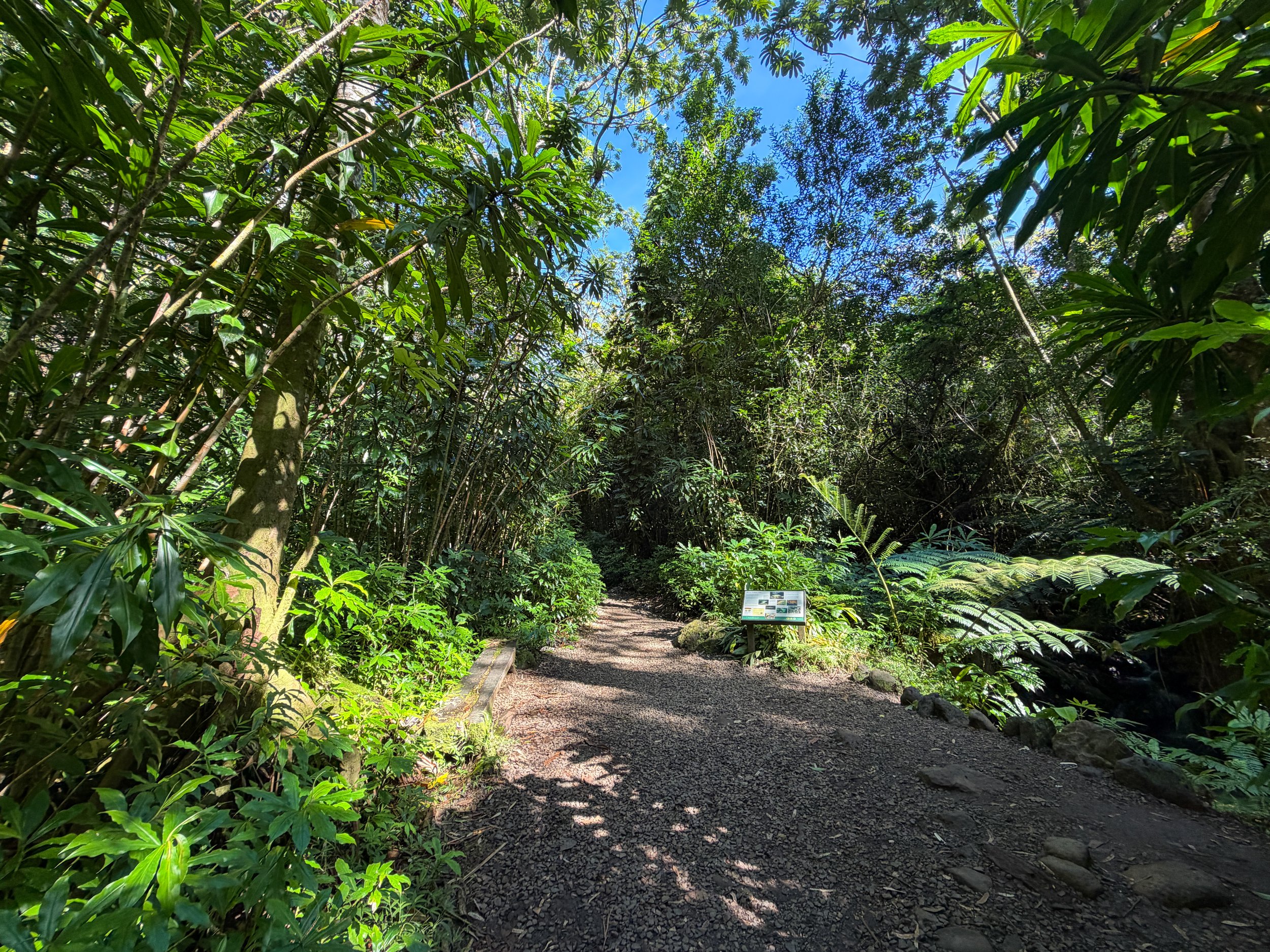 Manoa Falls Trail Oahu Hawaii