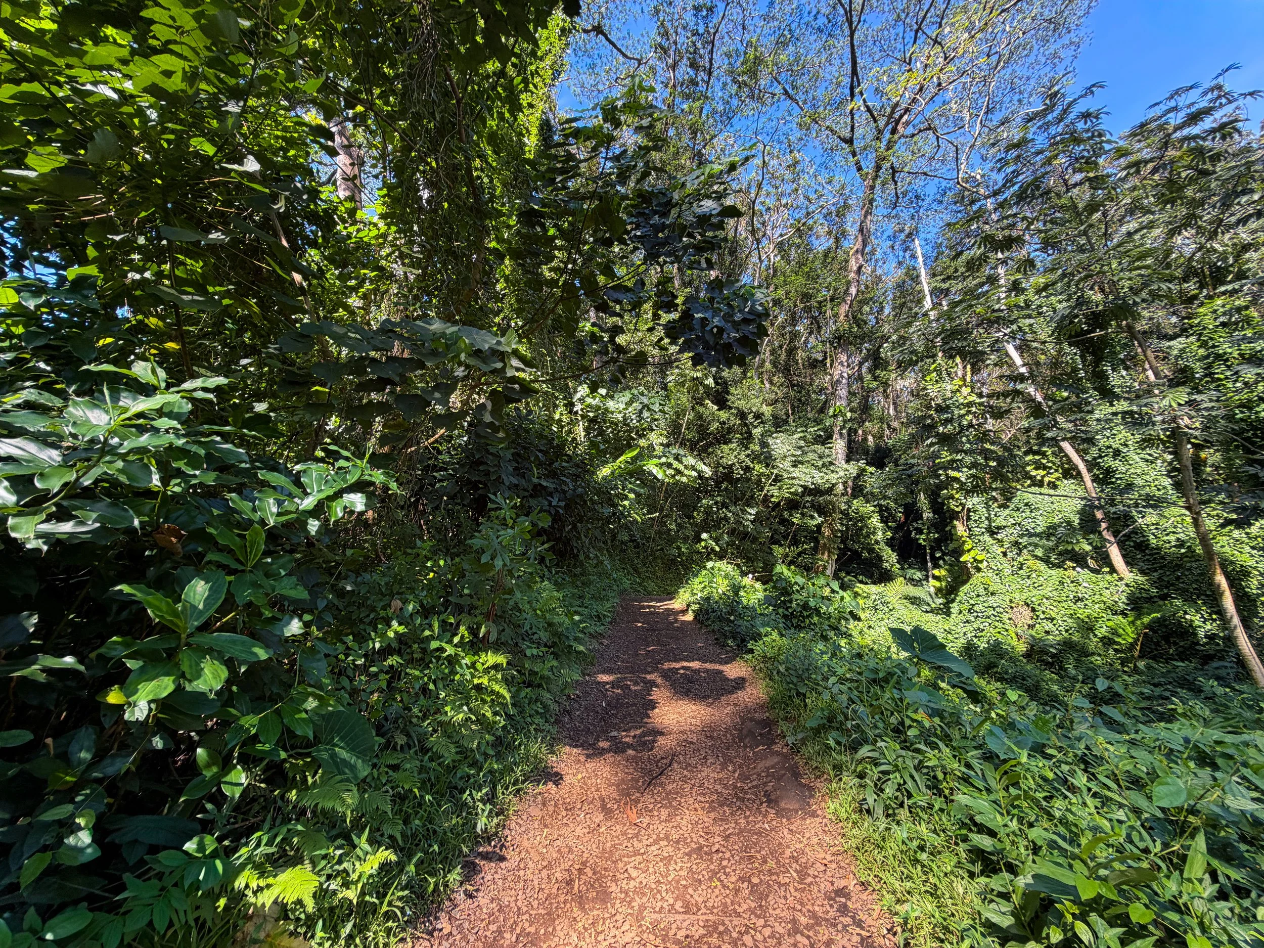 Manoa Falls Trail Oahu Hawaii