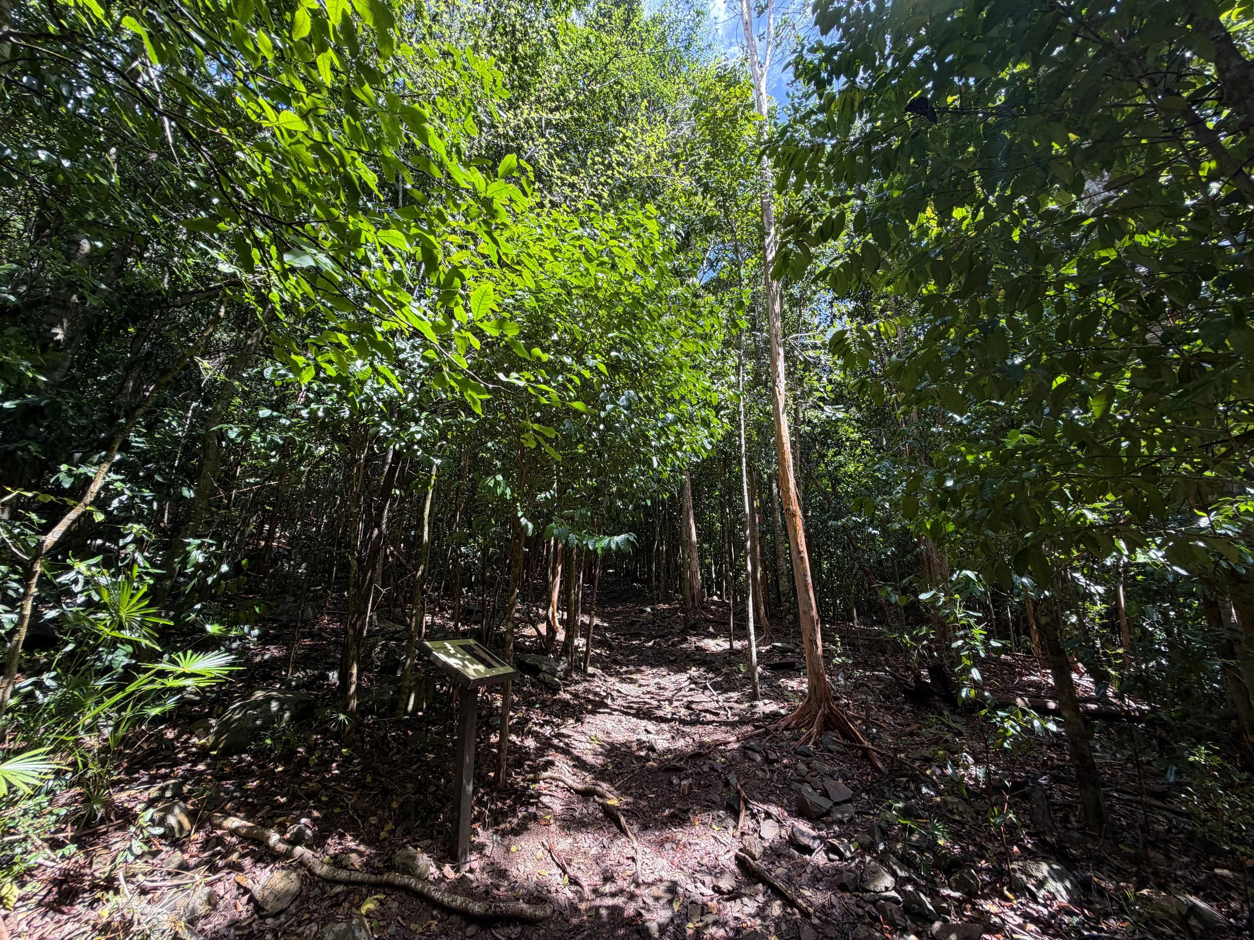 Cinnamon Bay Loop Hike Virgin Islands National Park