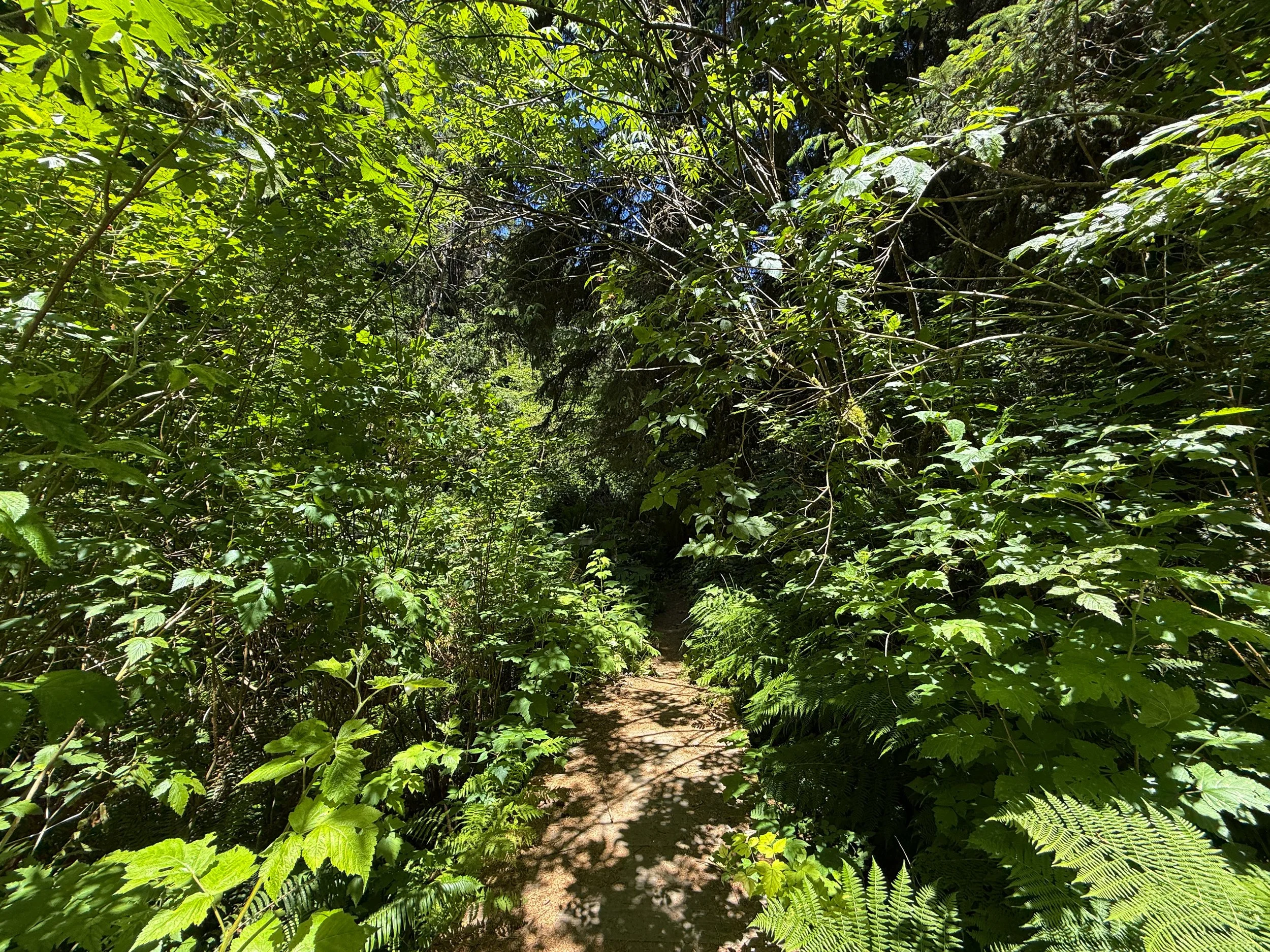 Ossagon Hike Prairie Creek Redwoods State Park California