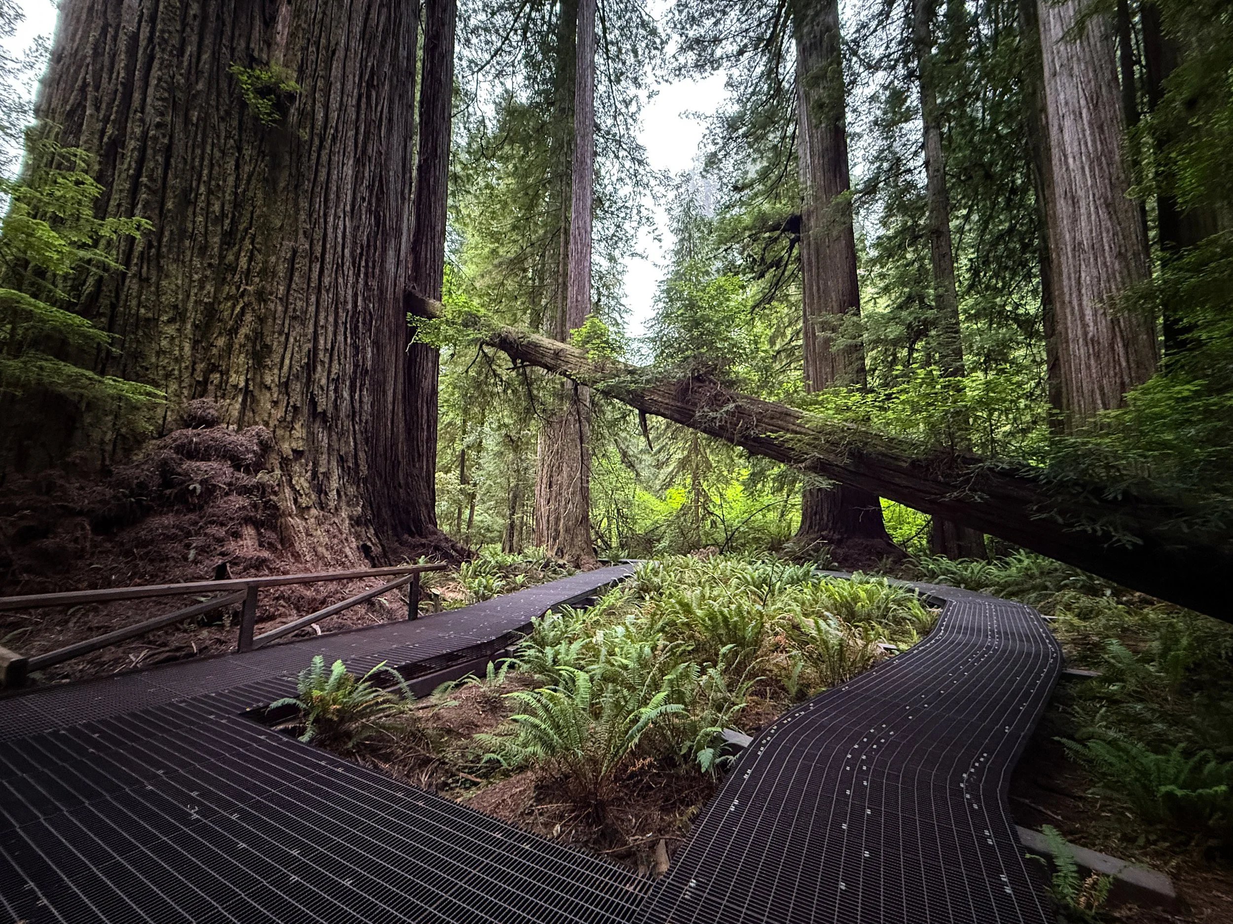 Grove of the Titans Jedediah Smith Redwoods State Park California