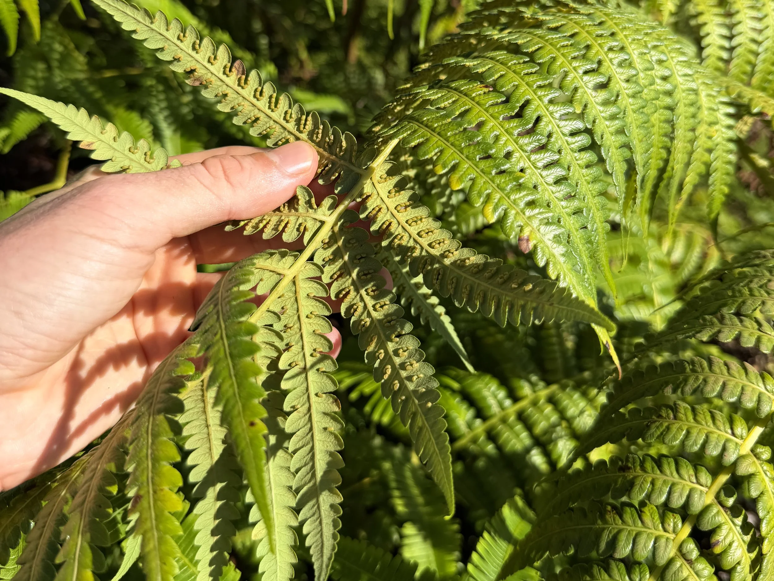 Hapuu Cibotium glaucum