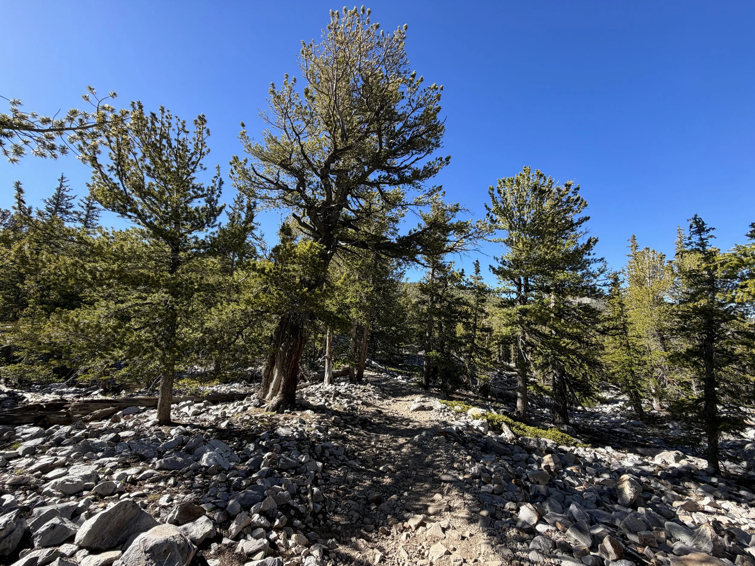 Alpine Lakes Loop Trail Great Basin National Park Nevada