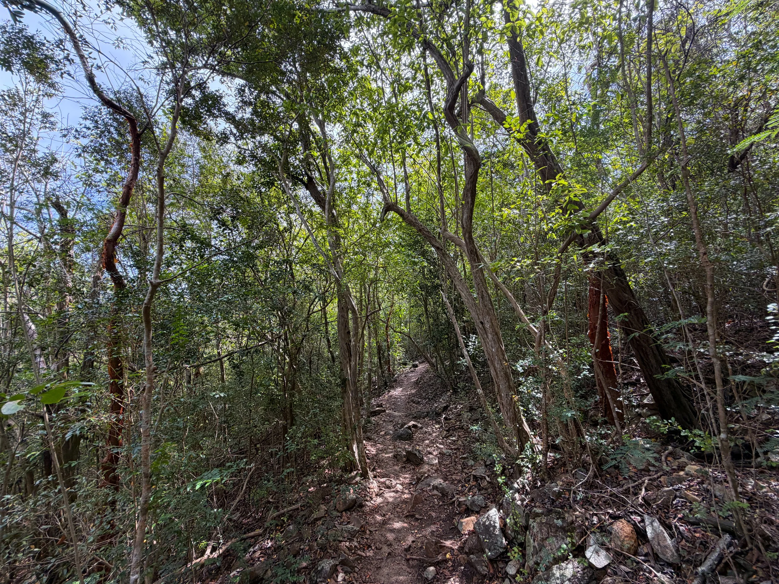 Honeymoon Beach Trail Virgin Islands National Park