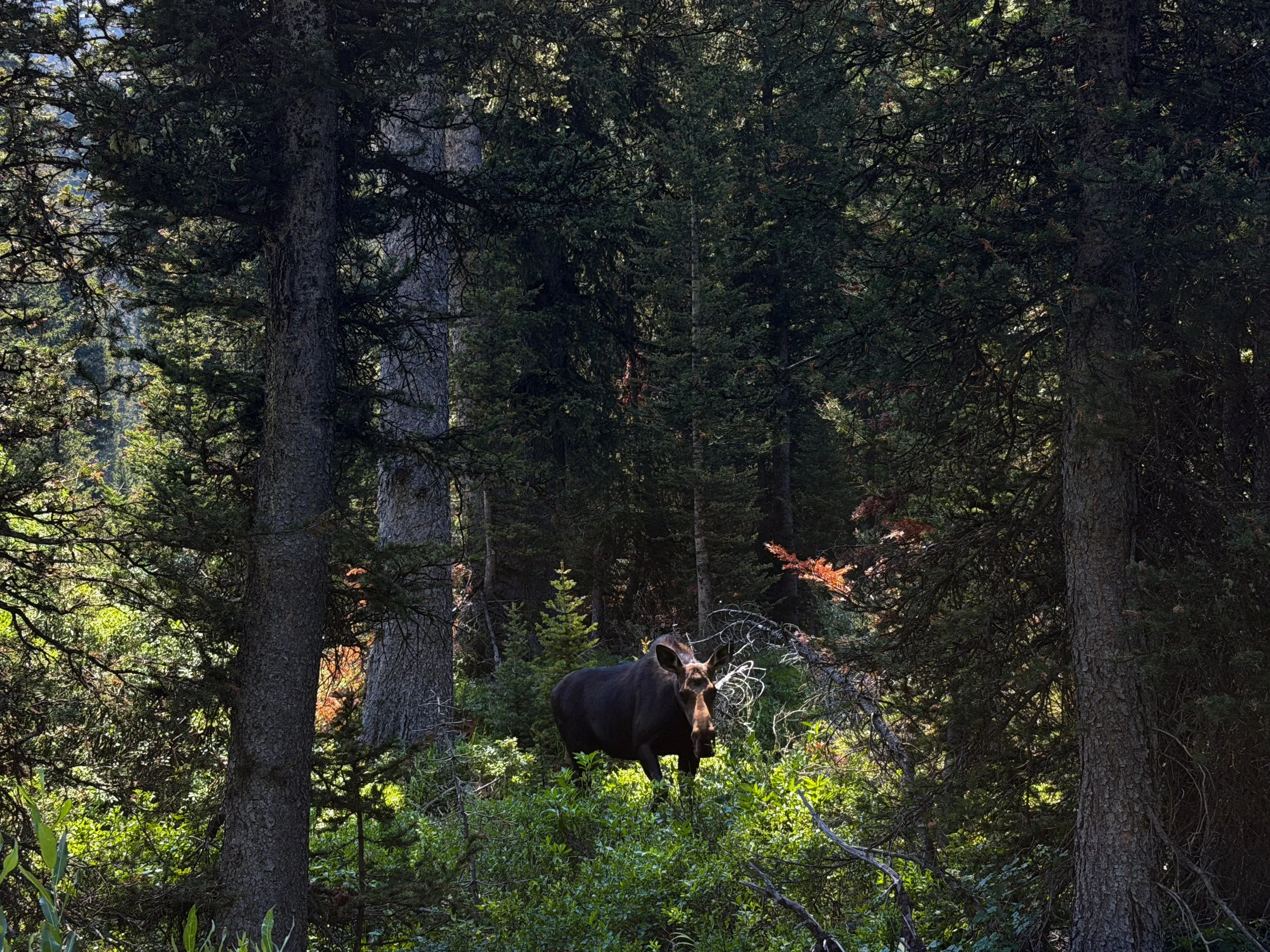 Moose Cascade Canyon Trail Grand Teton National Park Wyoming