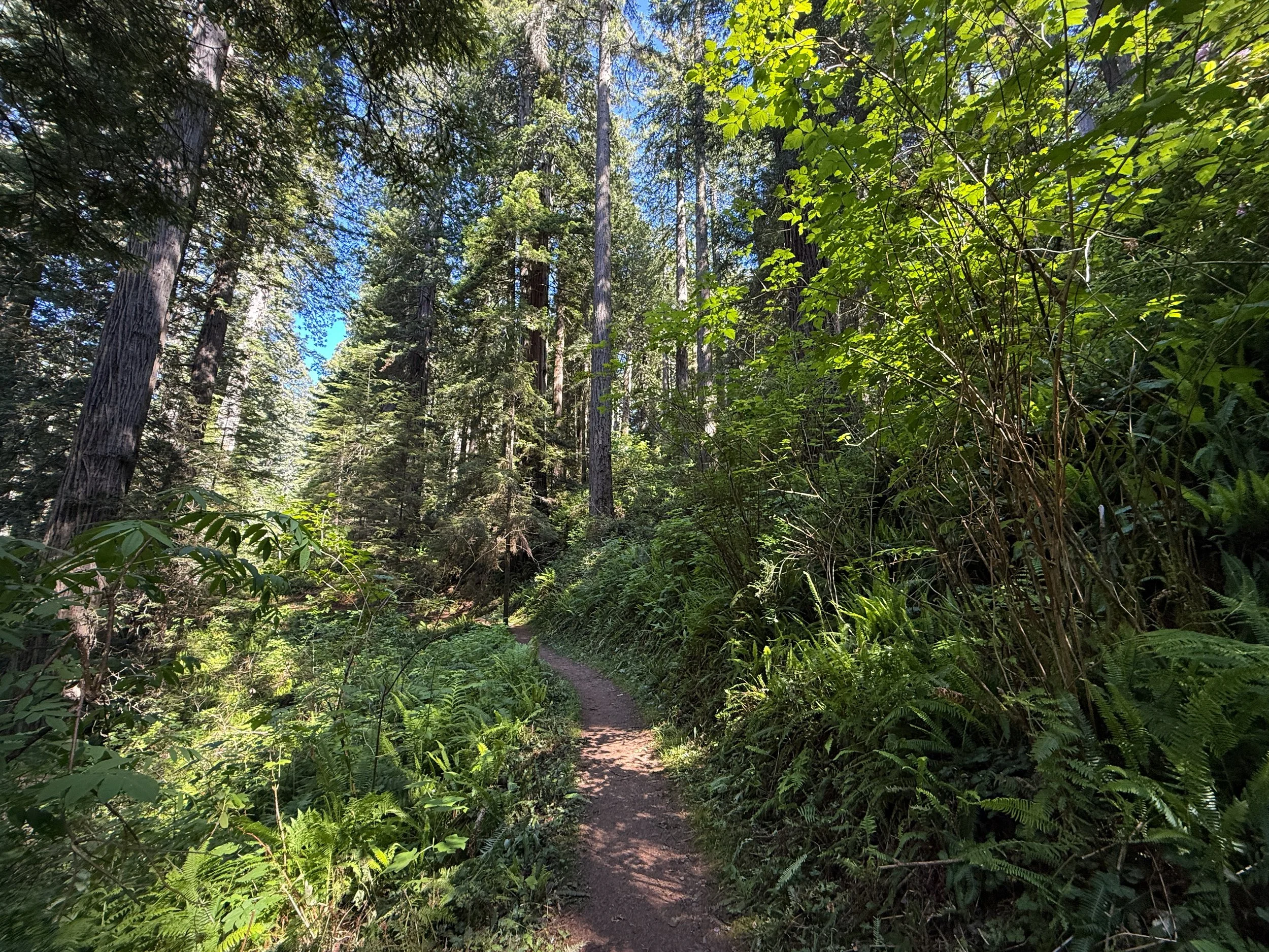 Ah Pah Interpretive Trail Prairie Creek Redwoods State Park California