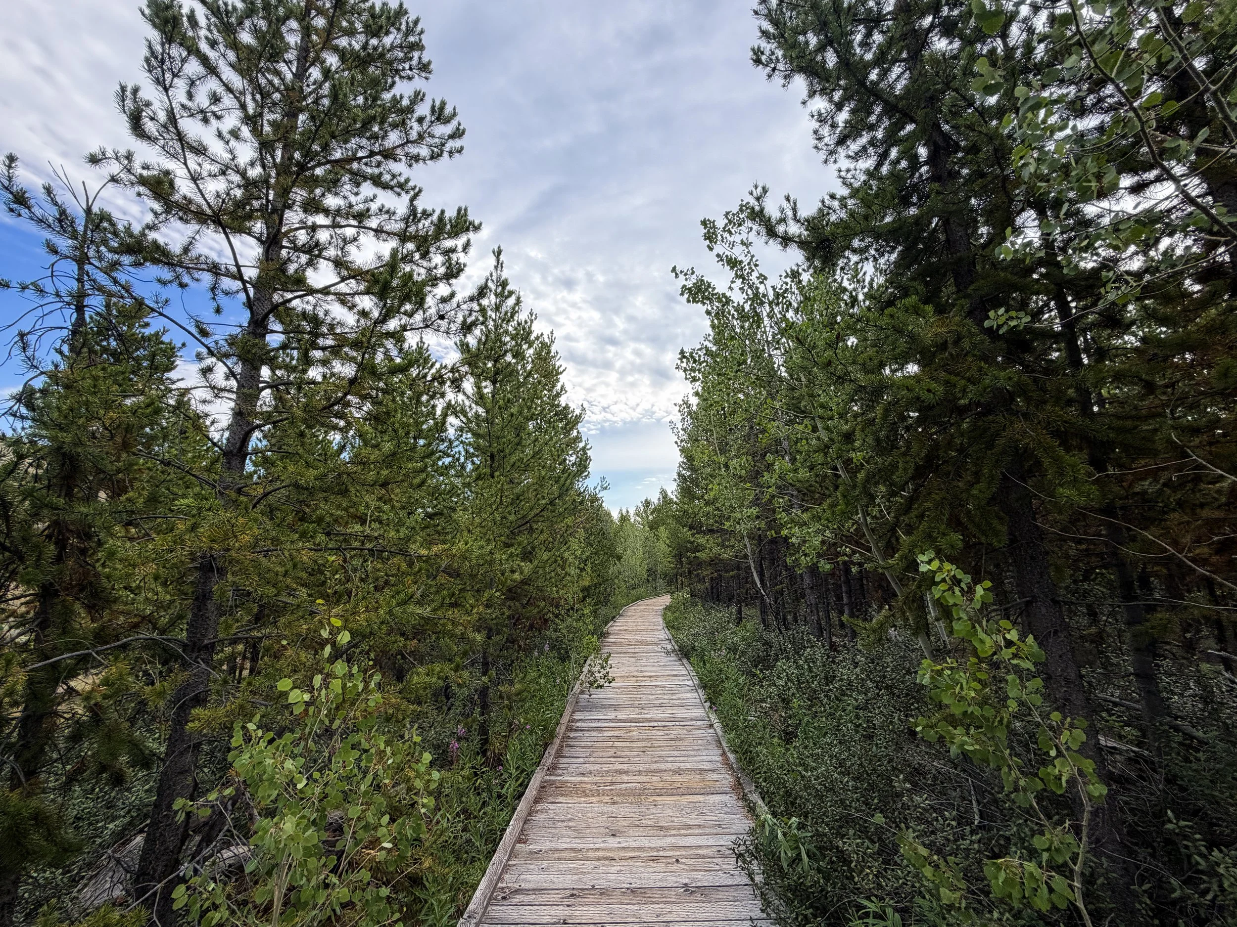 Forces of the Northern Range Loop Trail Yellowstone National Park Wyoming