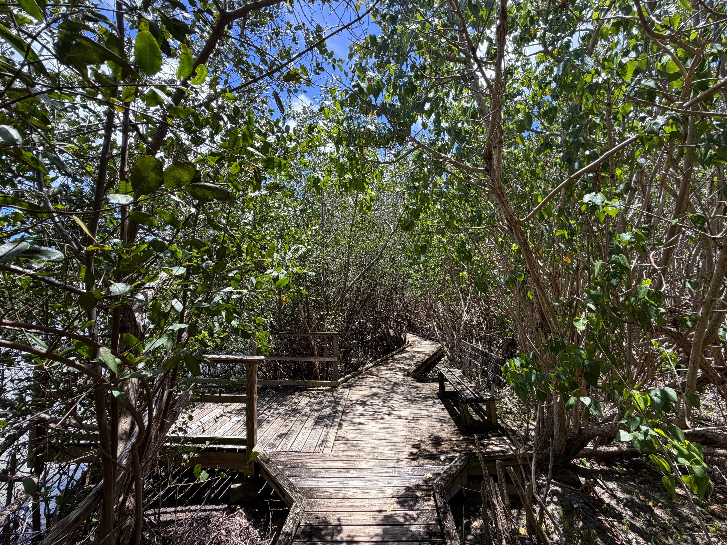 Francis Bay Loop Trail Virgin Islands National Park
