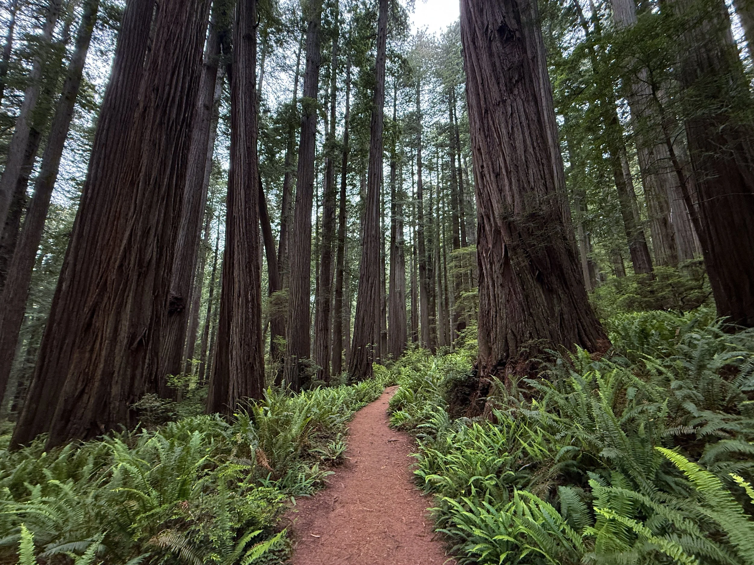 Boy Scout Tree Trail Jedediah Smith Redwoods State Park California