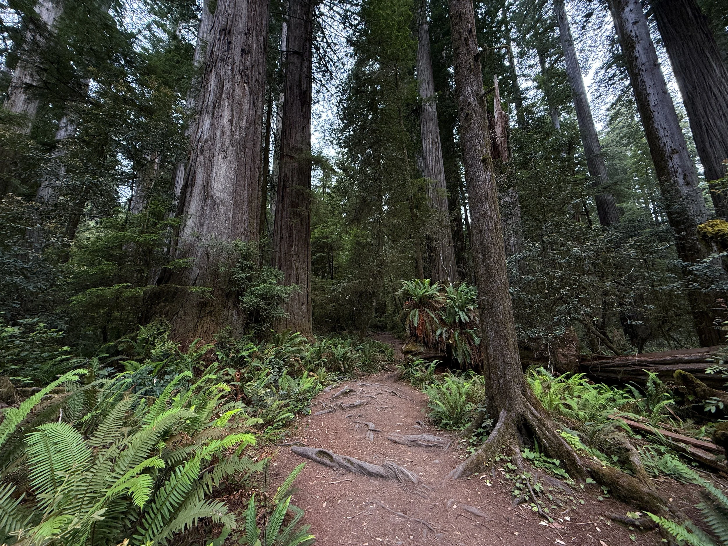 Boy Scout Tree Trail Jedediah Smith Redwoods State Park California