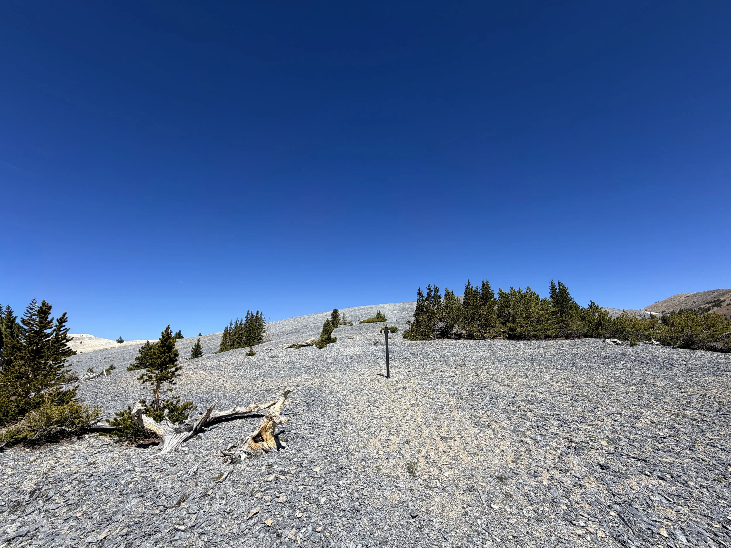 Magic Grove Snake Divide Trail Great Basin National Park Nevada