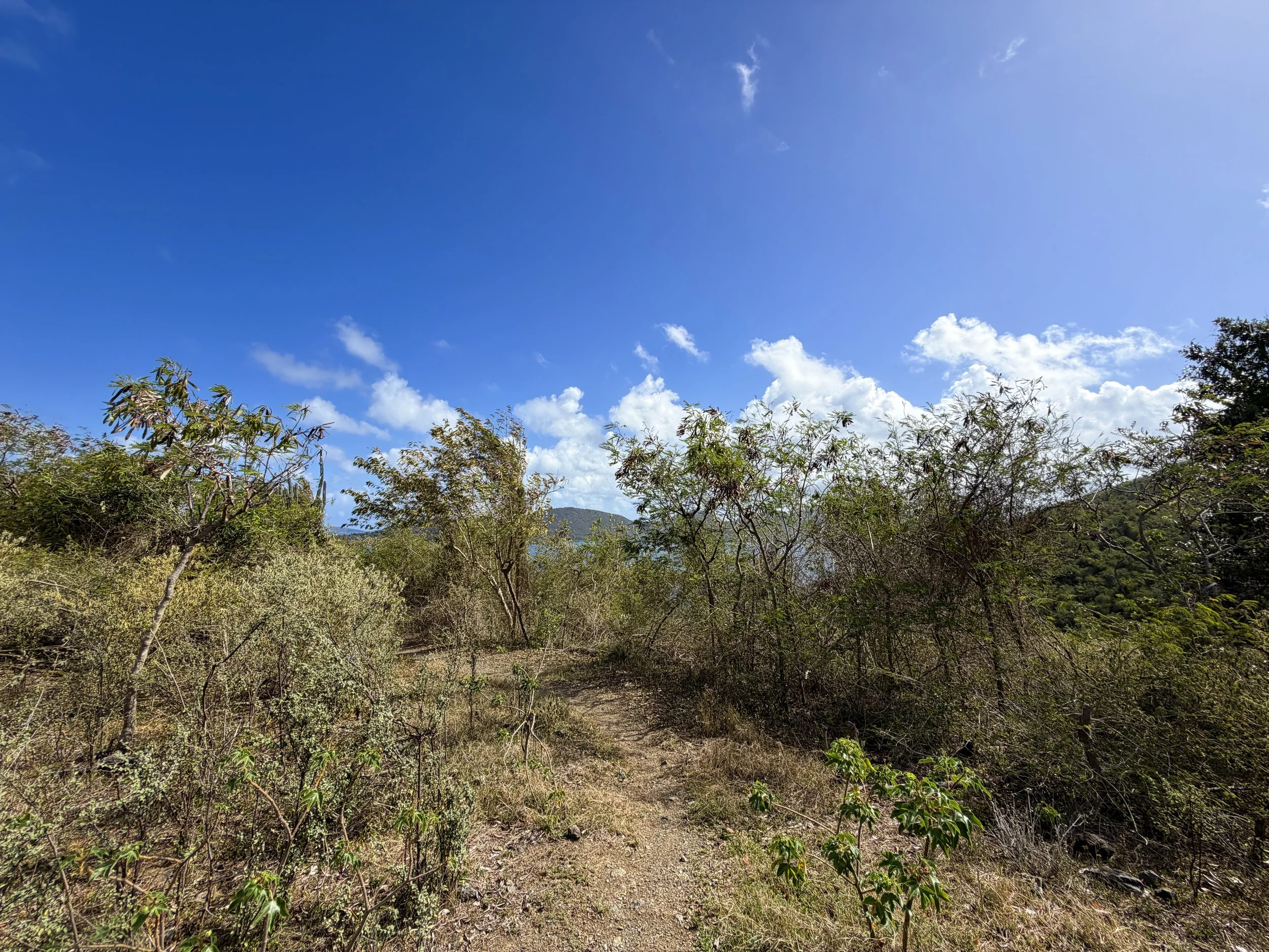 Windy Hill Trail Virgin Islands National Park