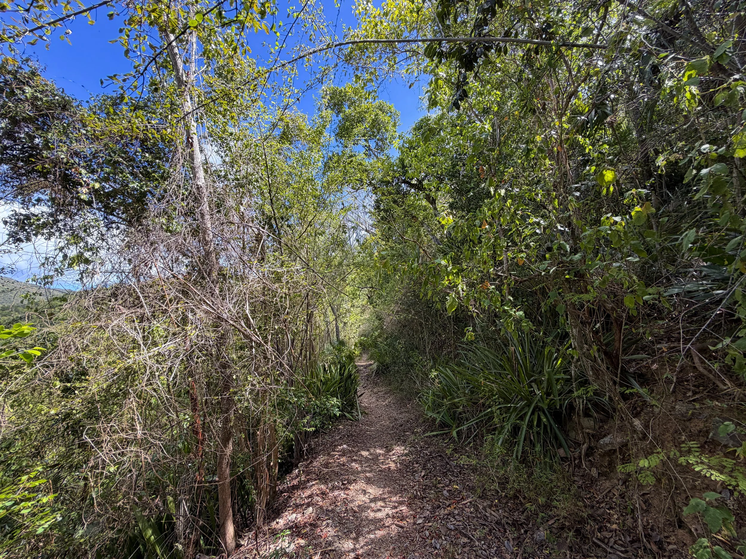 Lameshur Bay Trail to Reef Bay Virgin Islands National Park