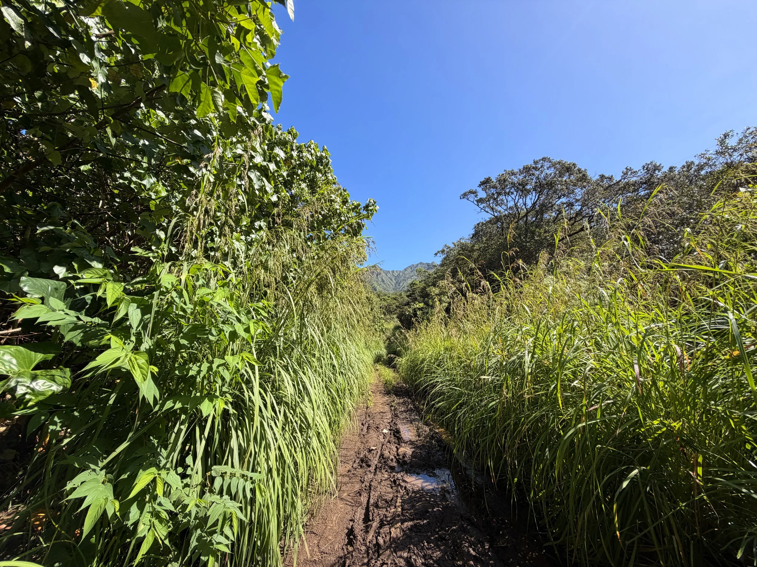 Kulanaahane Trail Moanalua Valley Road Oahu Hawaii
