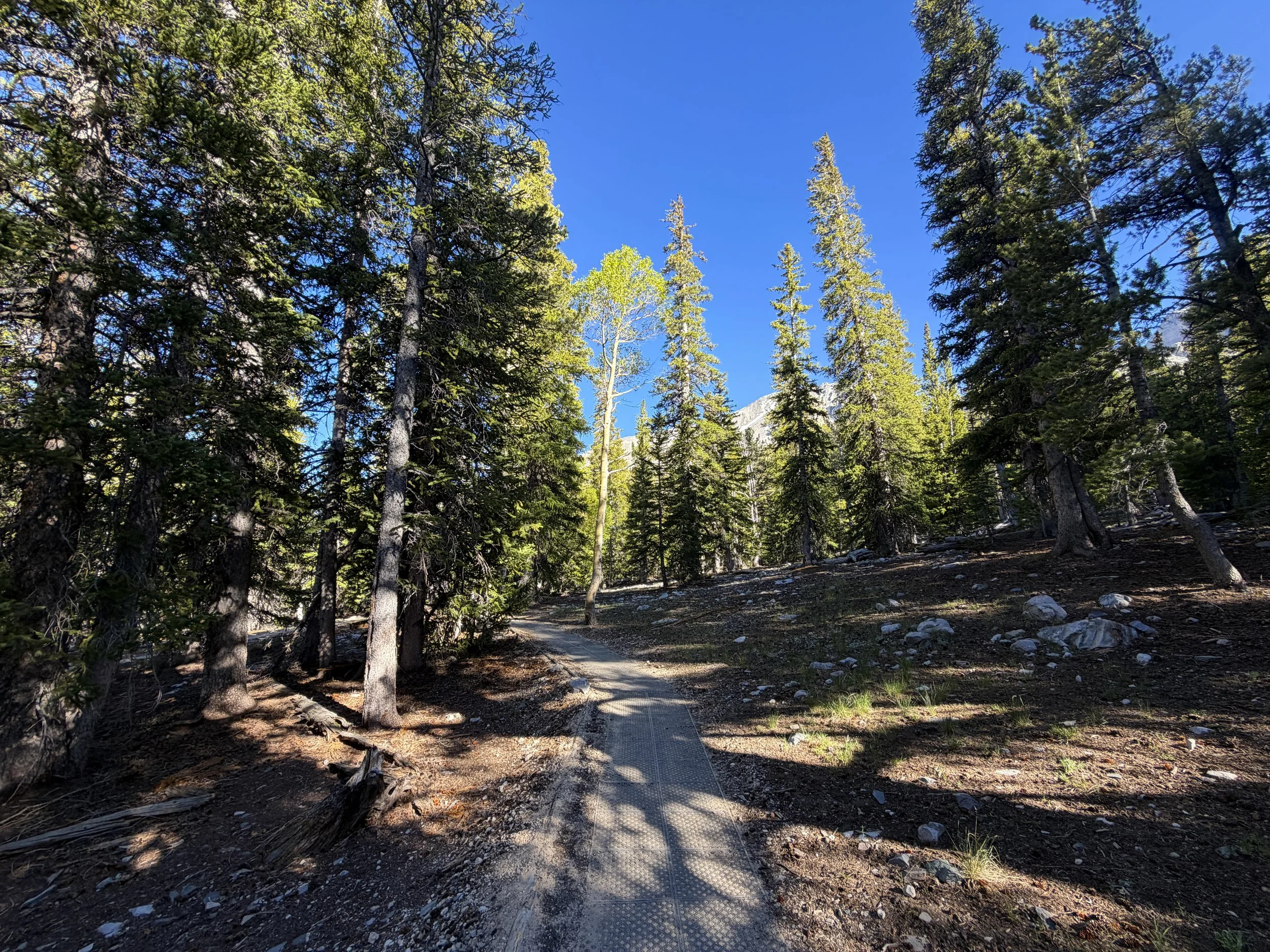 Sky Island Forest Trail Great Basin National Park Nevada