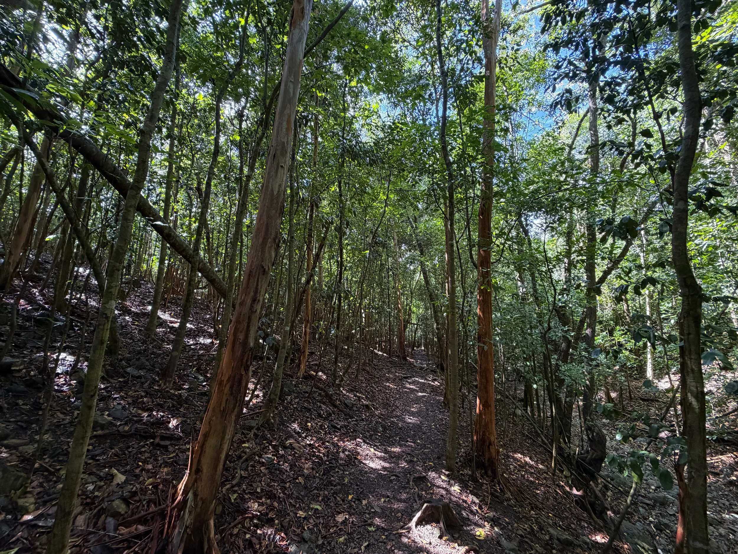 Cinnamon Bay Loop Trail Virgin Islands National Park