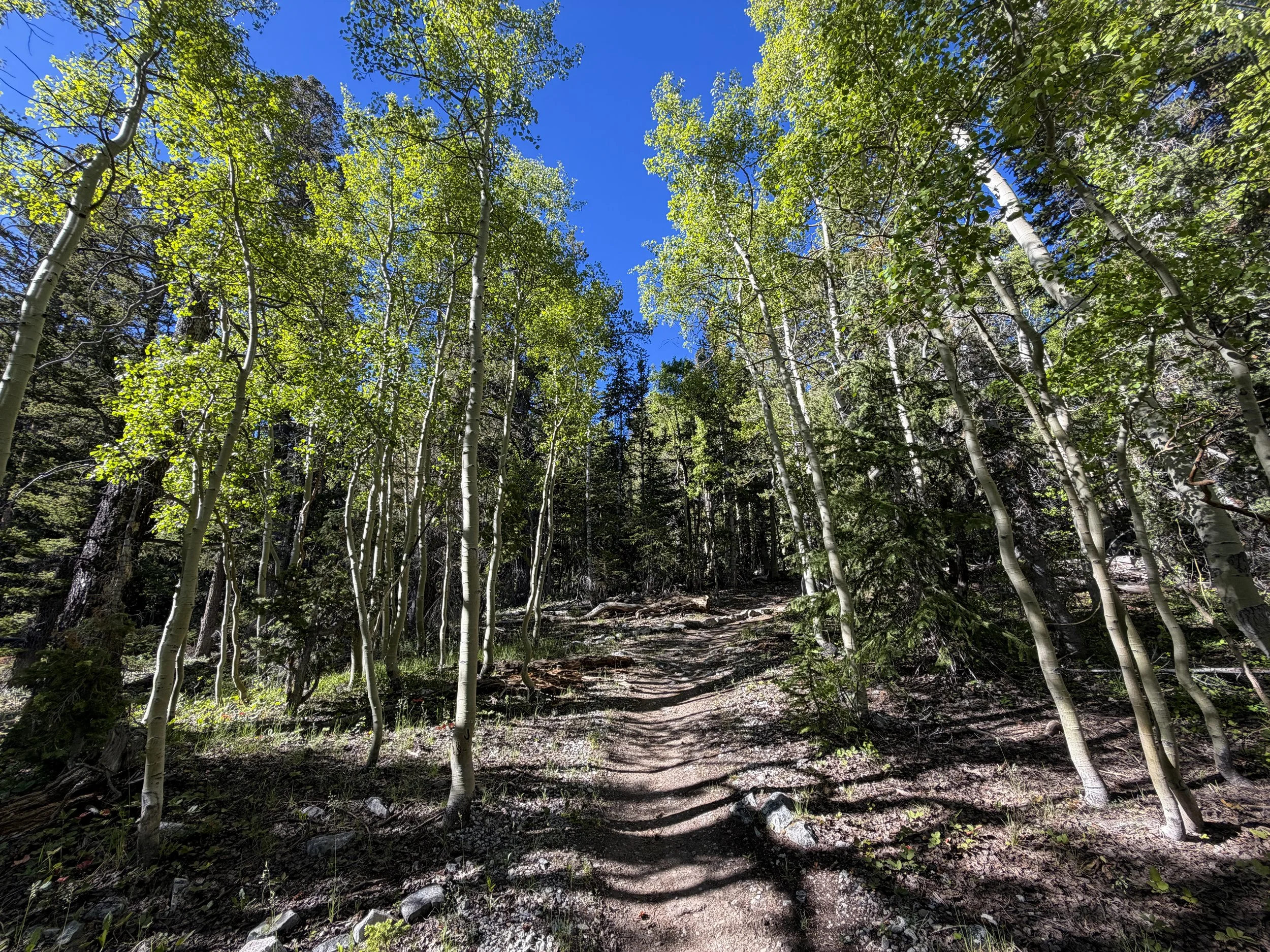 Lehman Creek Trail Great Basin National Park Nevada