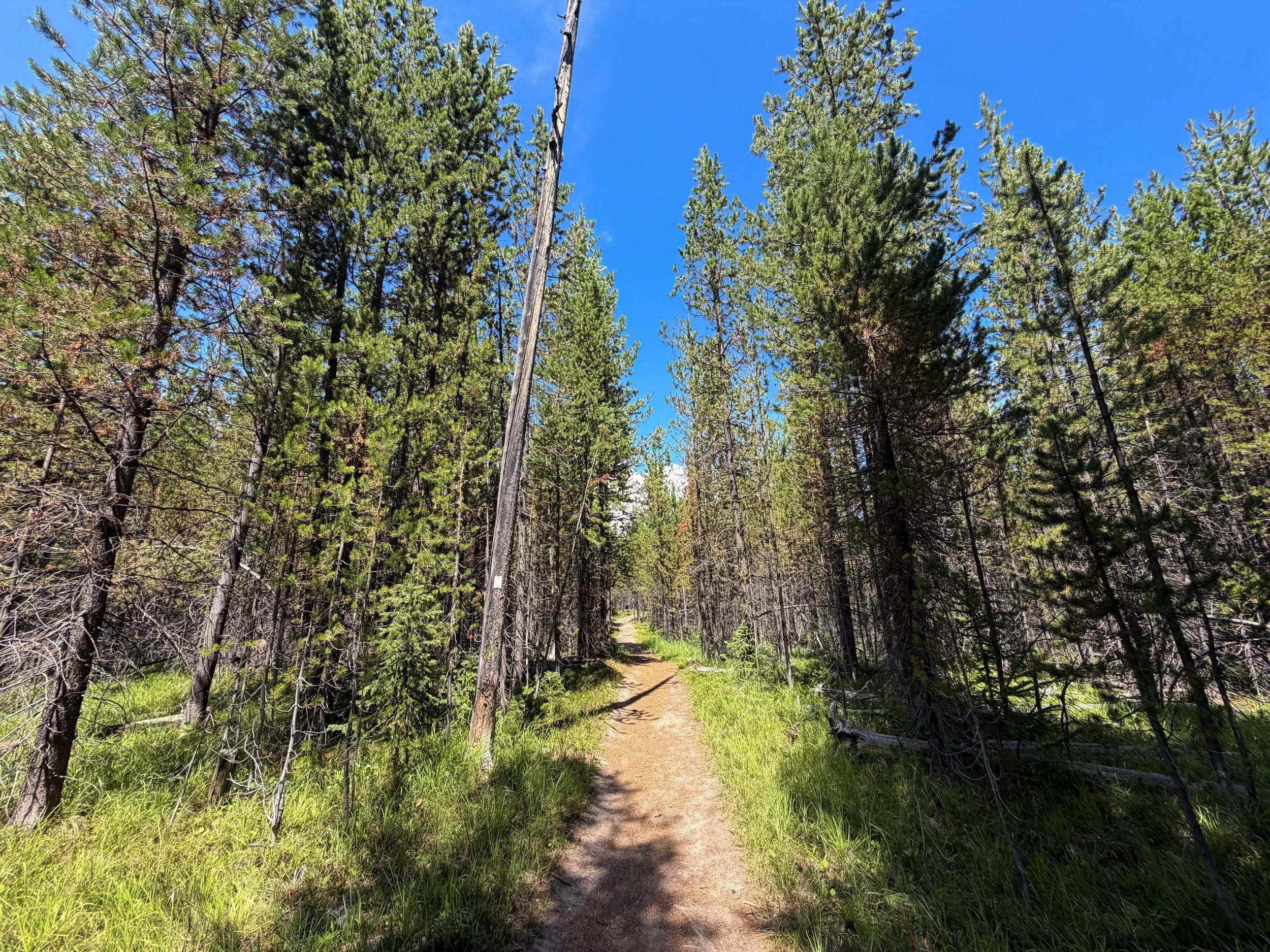 Duck Lake Trail Yellowstone National Park Wyoming